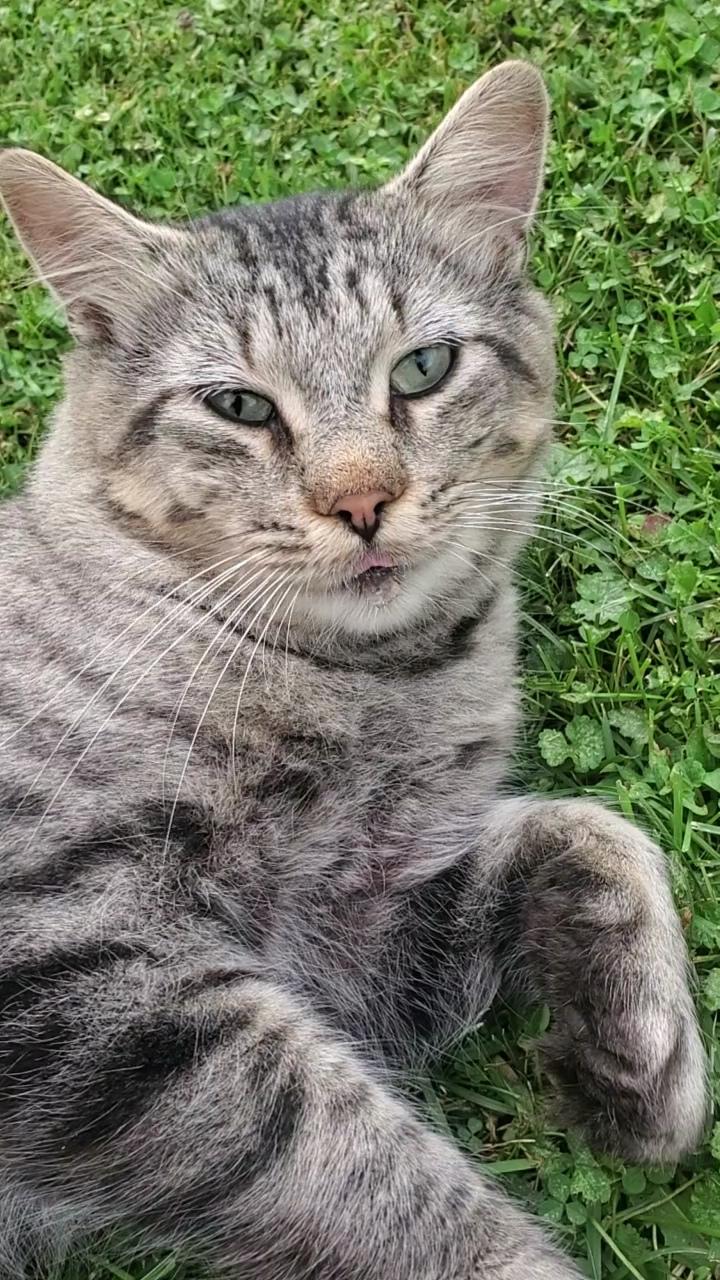 Enlarge Hudson, a Adoptable Domestic Long Hair in Waterloo, ON image 6/6