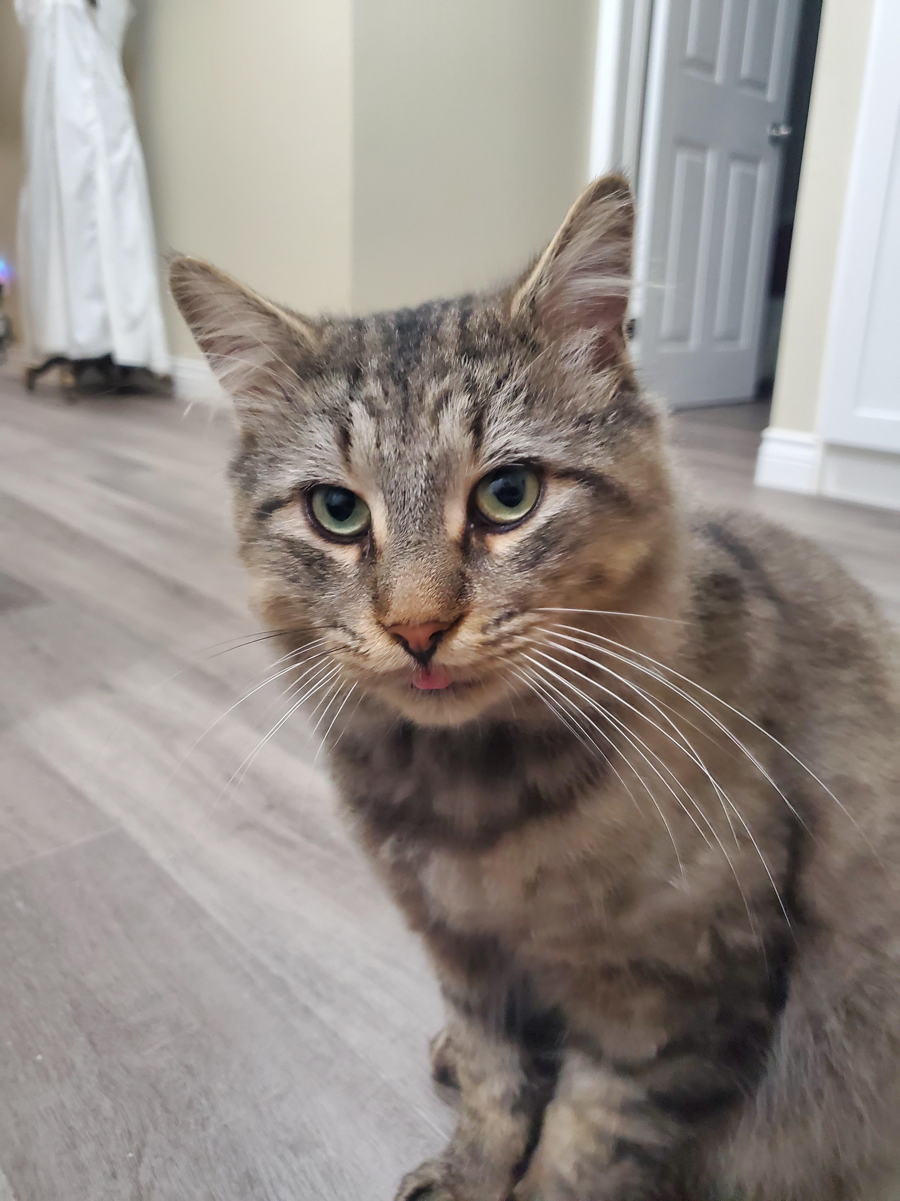 Enlarge Hudson, a Adoptable Domestic Long Hair in Waterloo, ON image 5/6