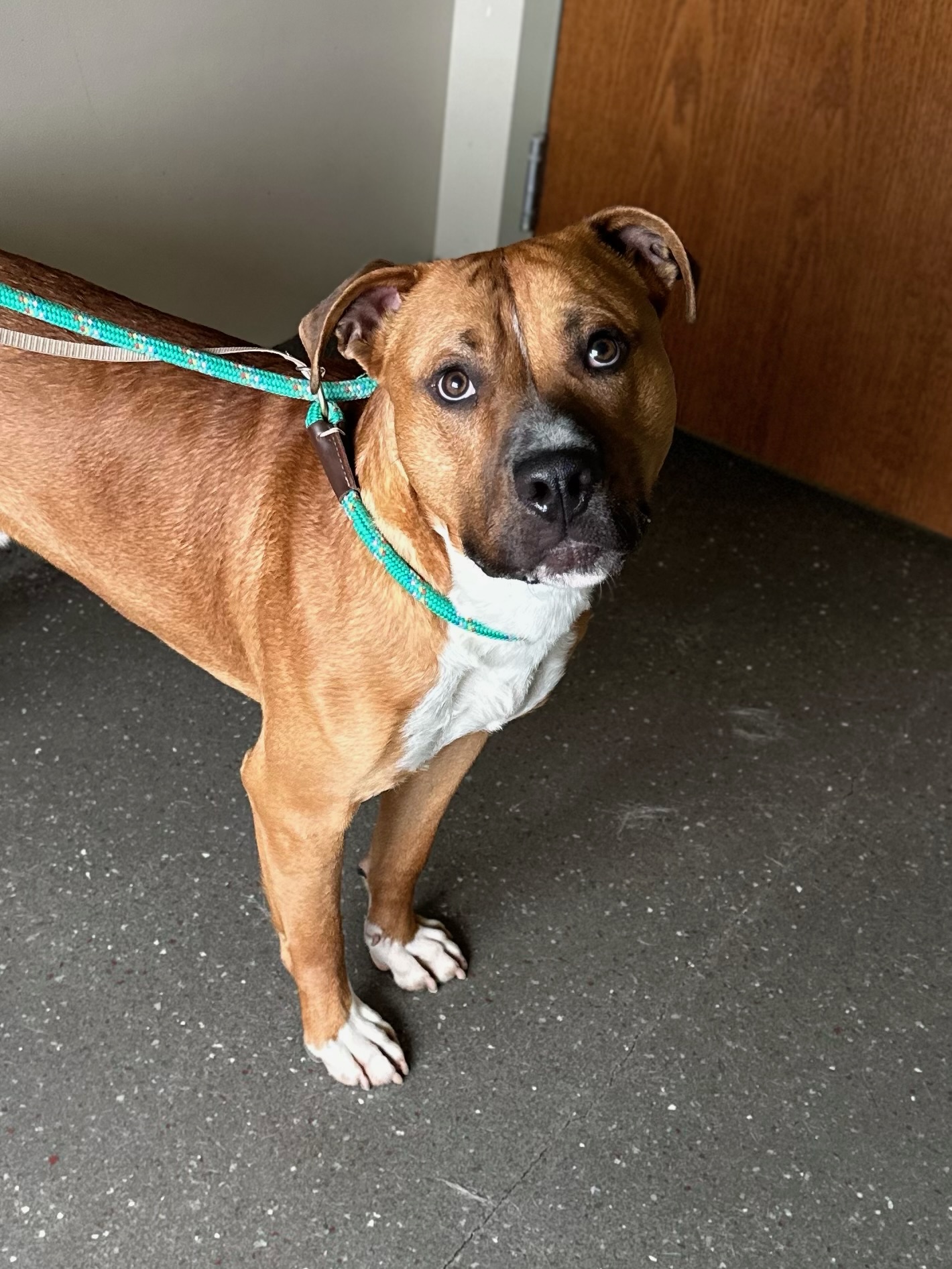 Bambino, a Adoptable American Staffordshire Terrier in Valparaiso, IN image 2/5