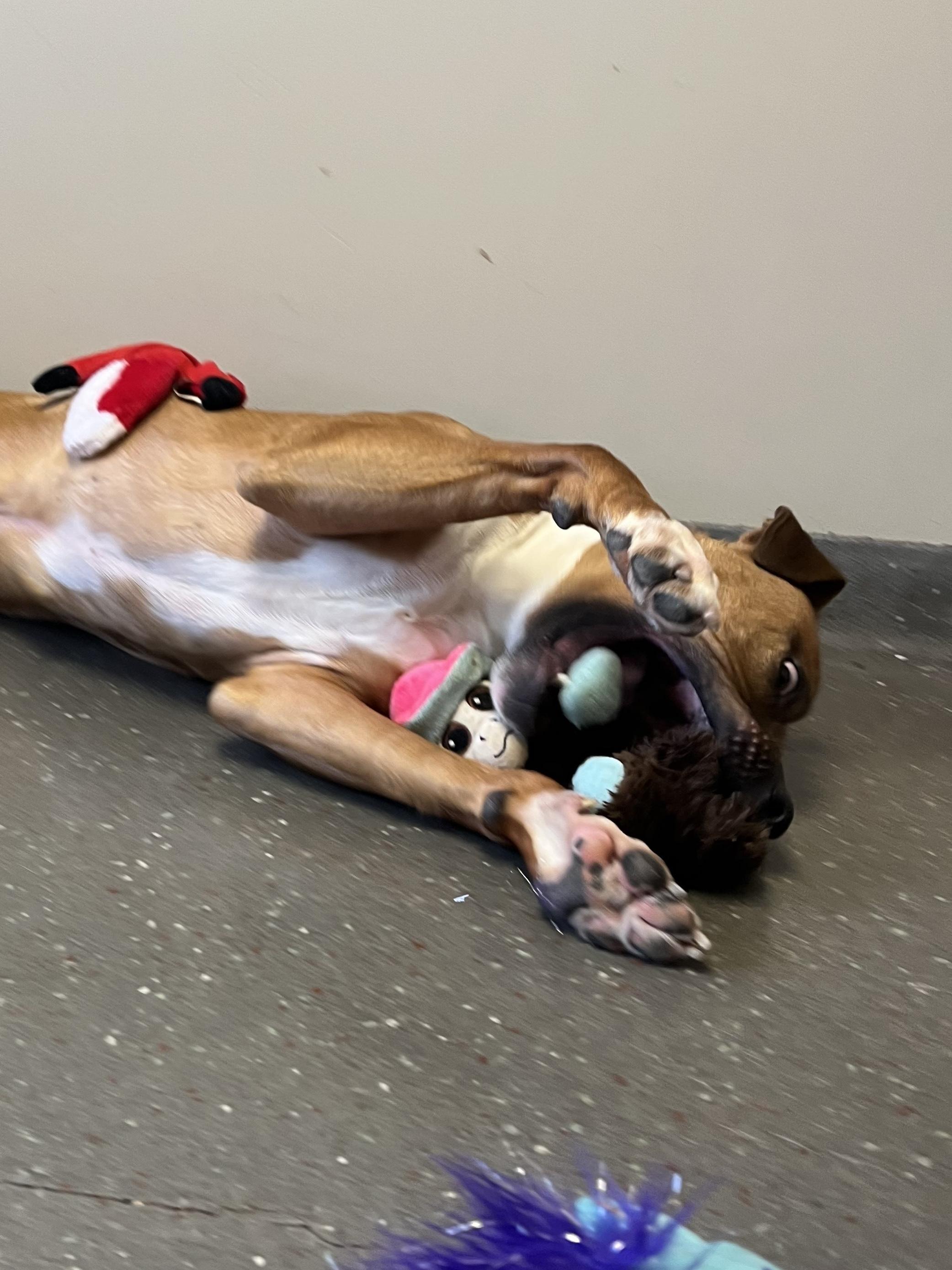 Bambino, a Adoptable American Staffordshire Terrier in Valparaiso, IN image 5/5