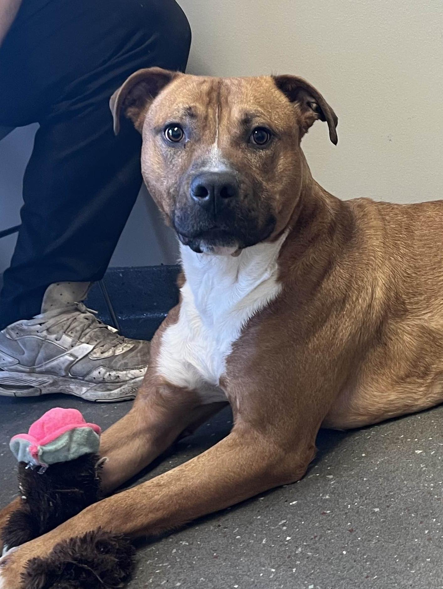 Bambino, a Adoptable American Staffordshire Terrier in Valparaiso, IN image 4/5