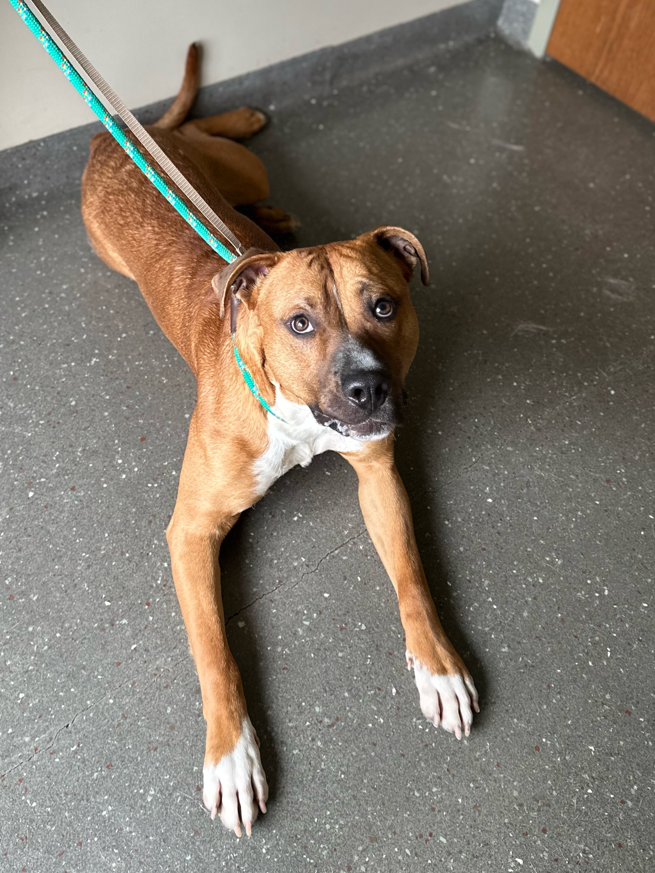 Bambino, a Adoptable American Staffordshire Terrier in Valparaiso, IN image 3/5