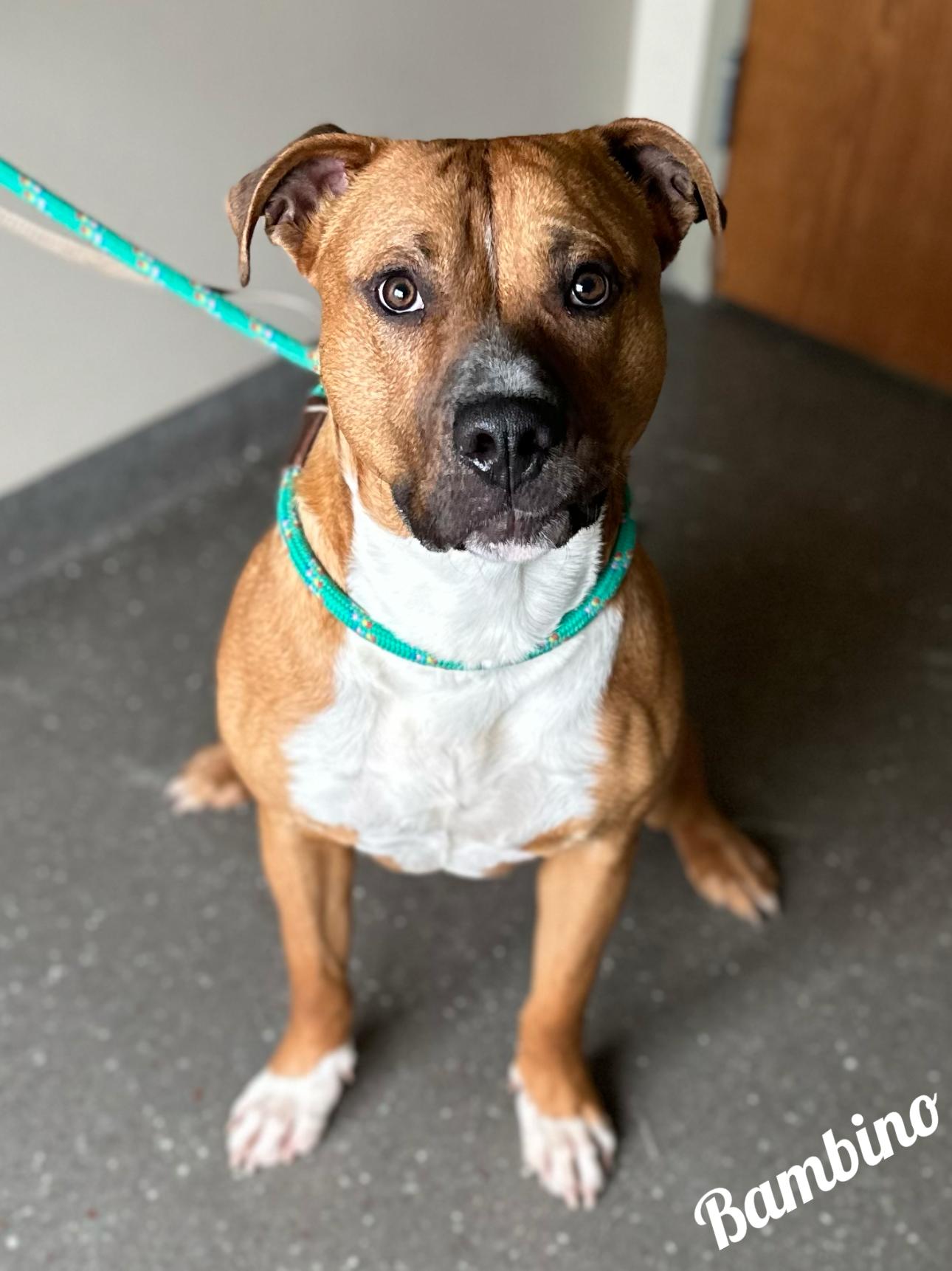 Bambino, a Adoptable American Staffordshire Terrier in Valparaiso, IN image 1/5
