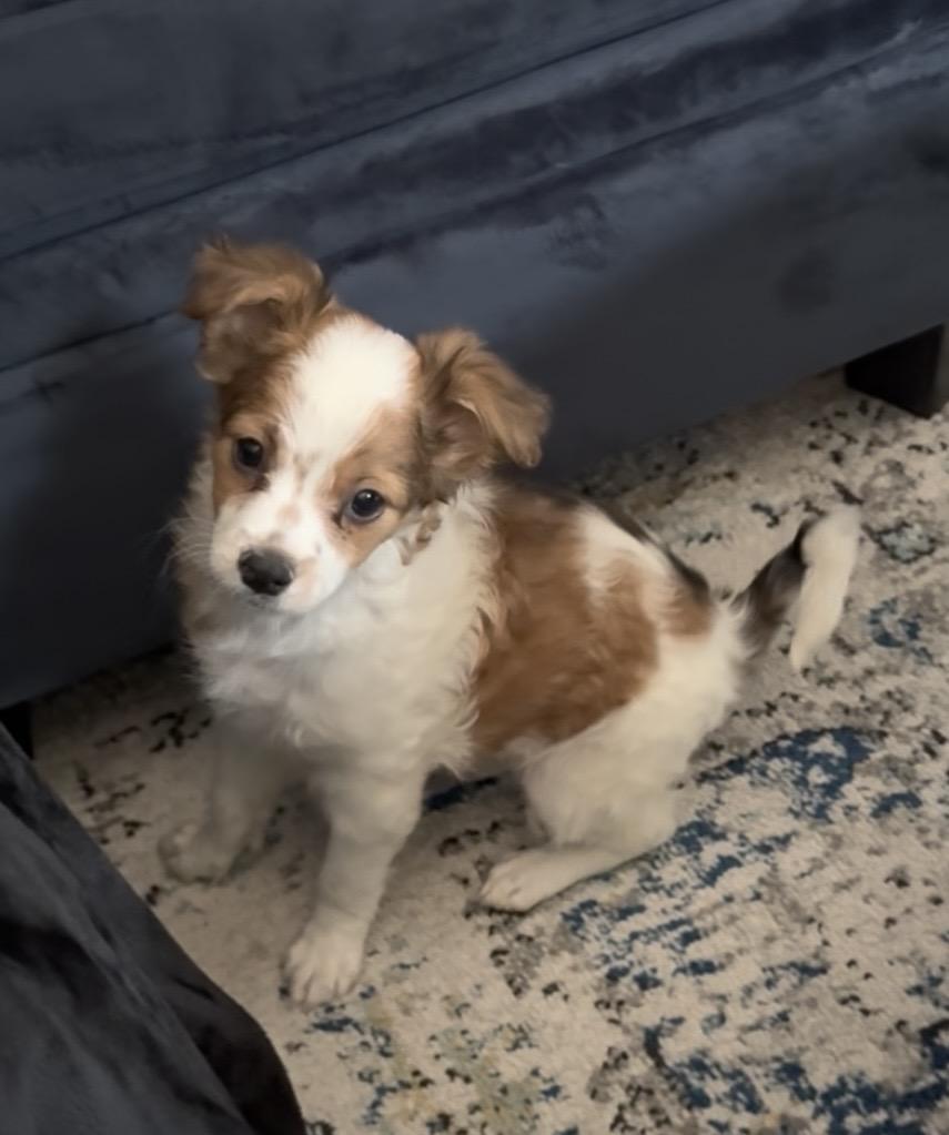 Skye, a Adoptable mixed breed in Gainesville, VA image 2/6