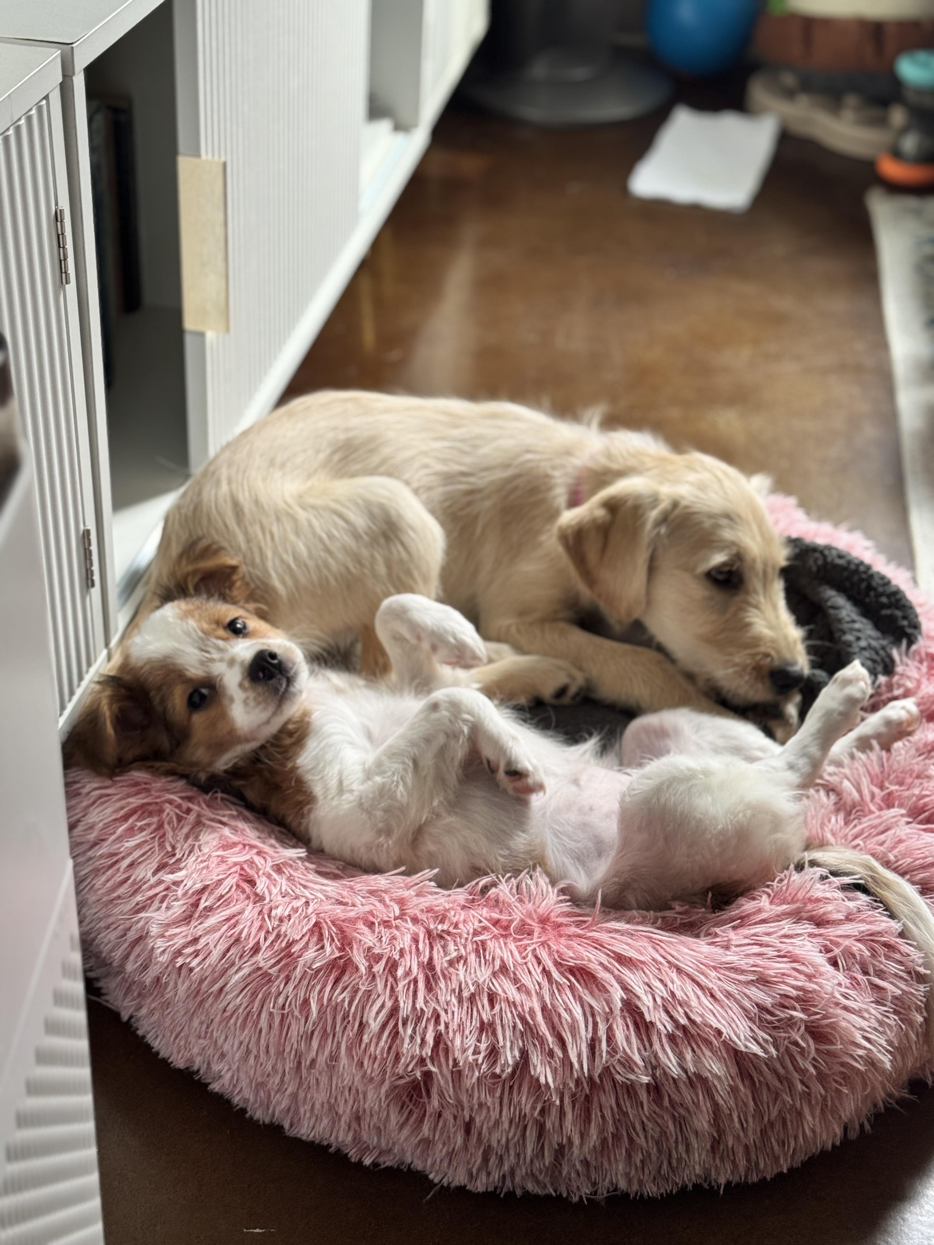 Skye, Adoptable, Puppy Female Mixed Breed & Labrador Retriever.