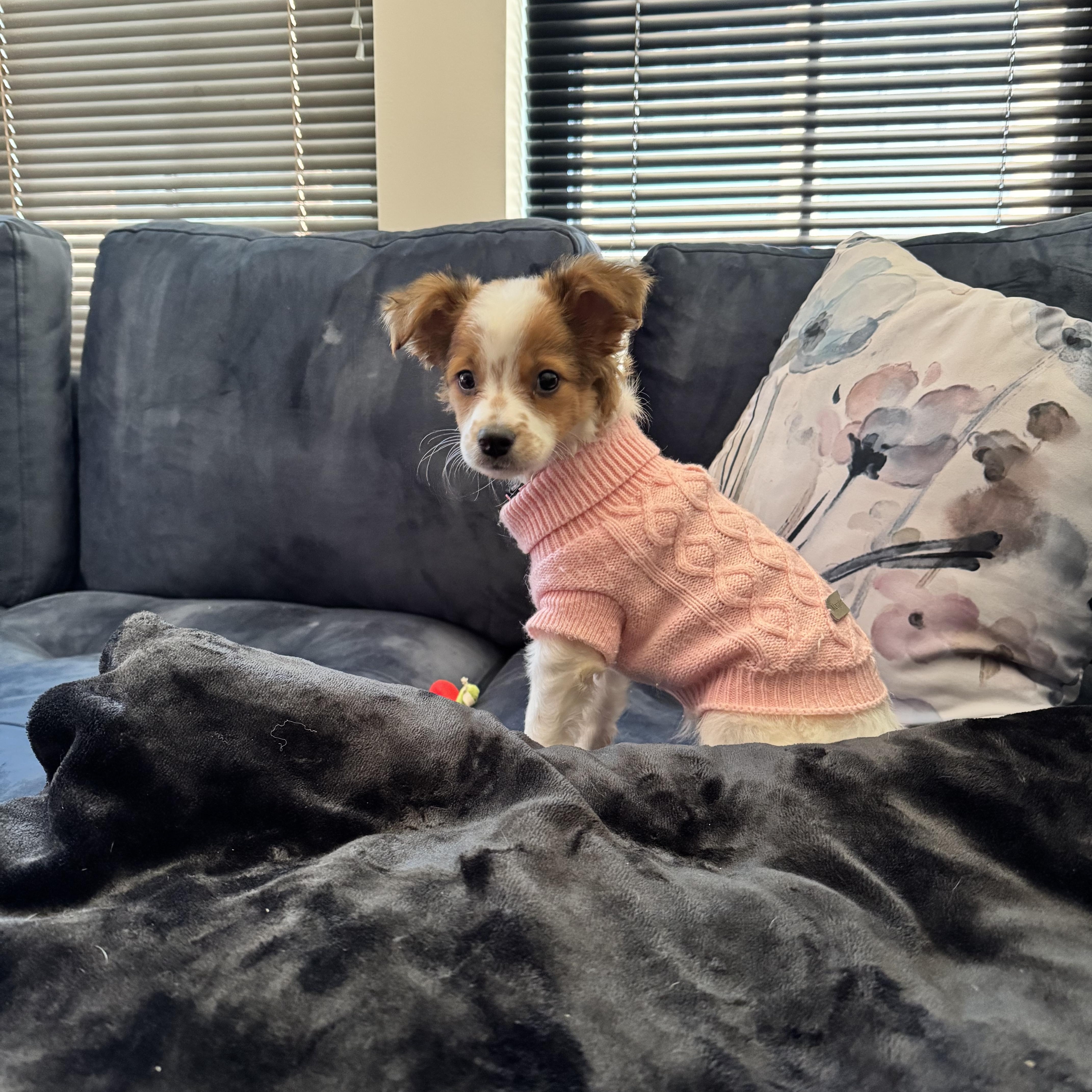 Skye, a Adoptable mixed breed in Gainesville, VA image 4/6