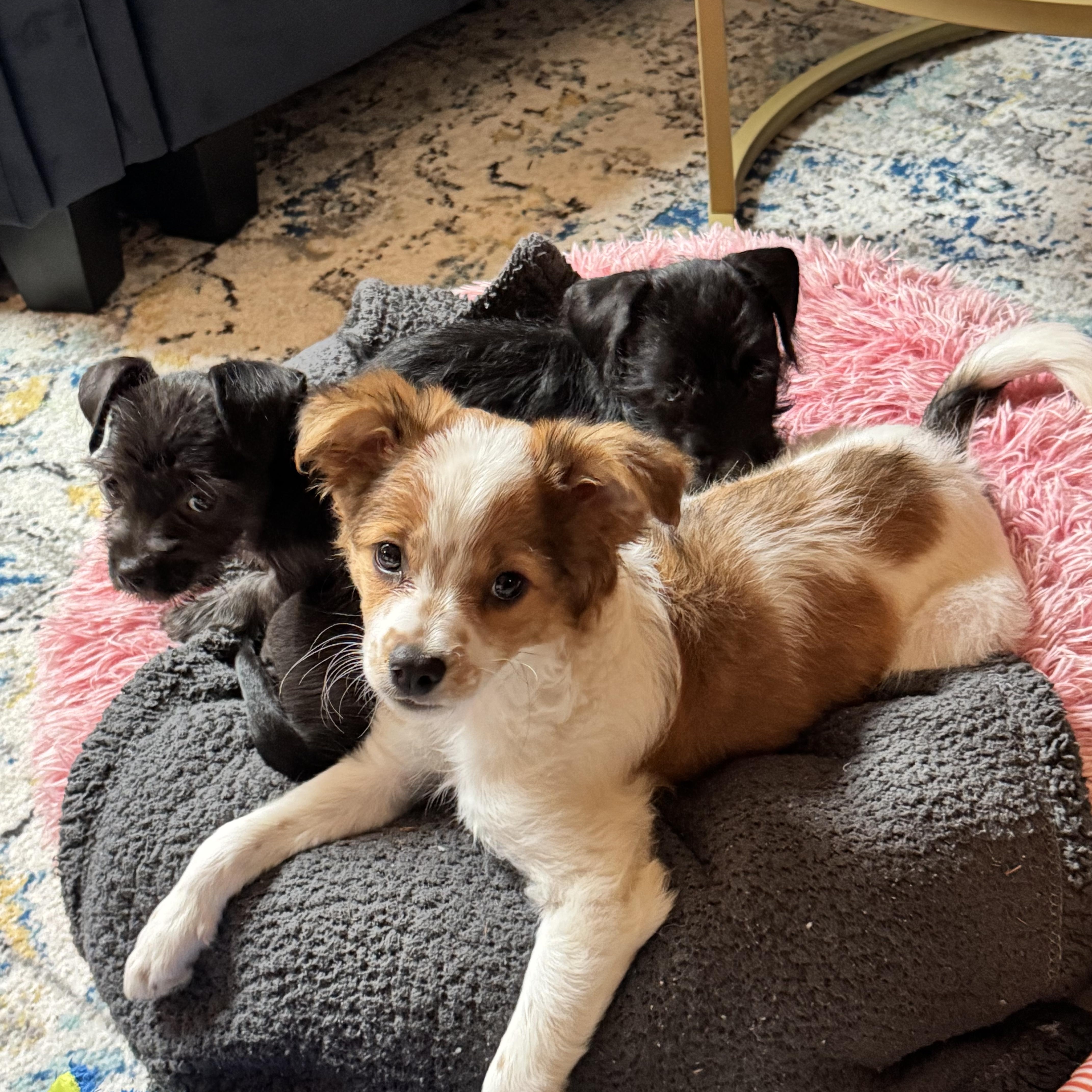 Skye, a Adoptable mixed breed in Gainesville, VA image 3/6