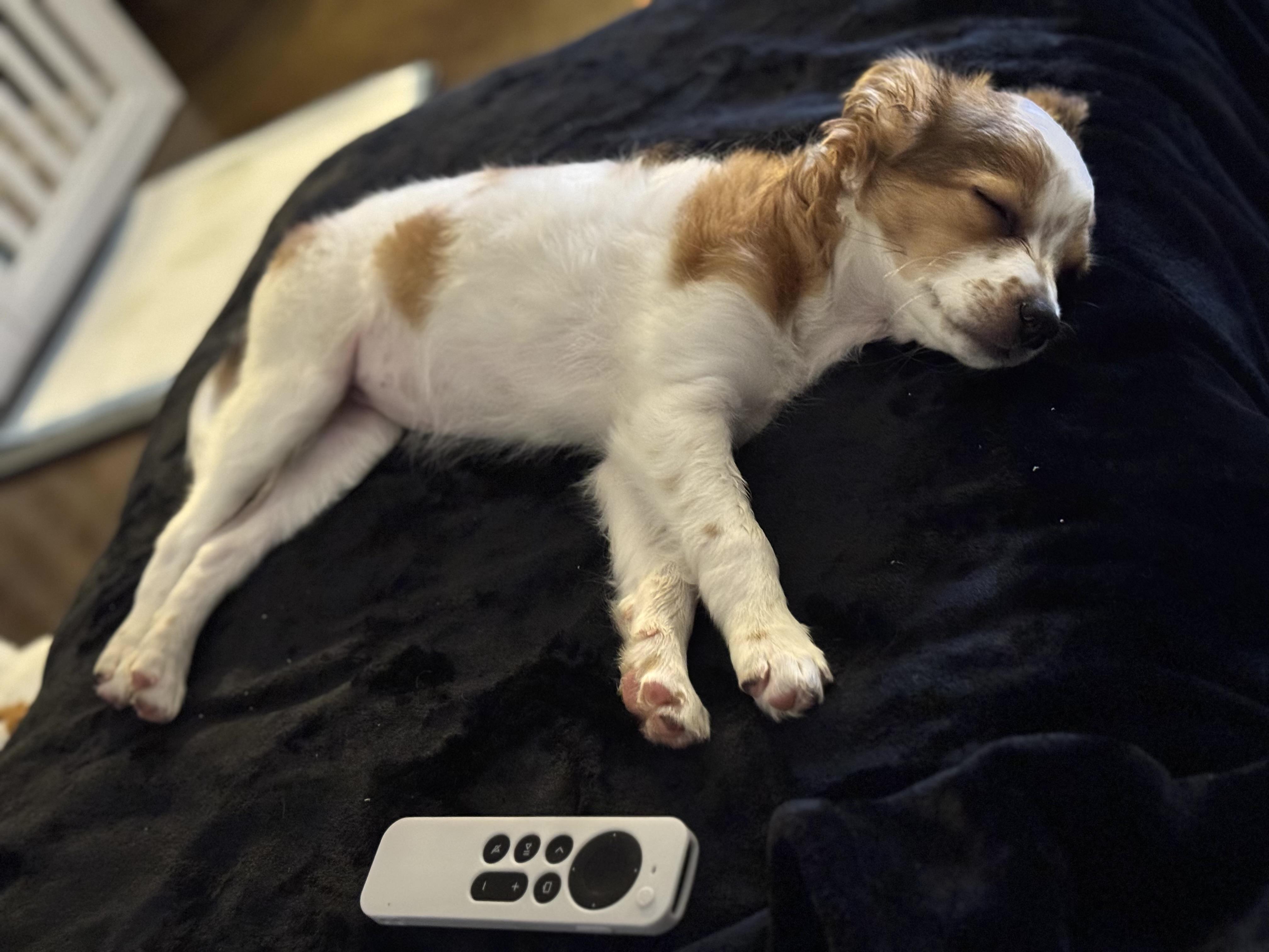 Skye, a Adoptable mixed breed in Gainesville, VA image 6/6