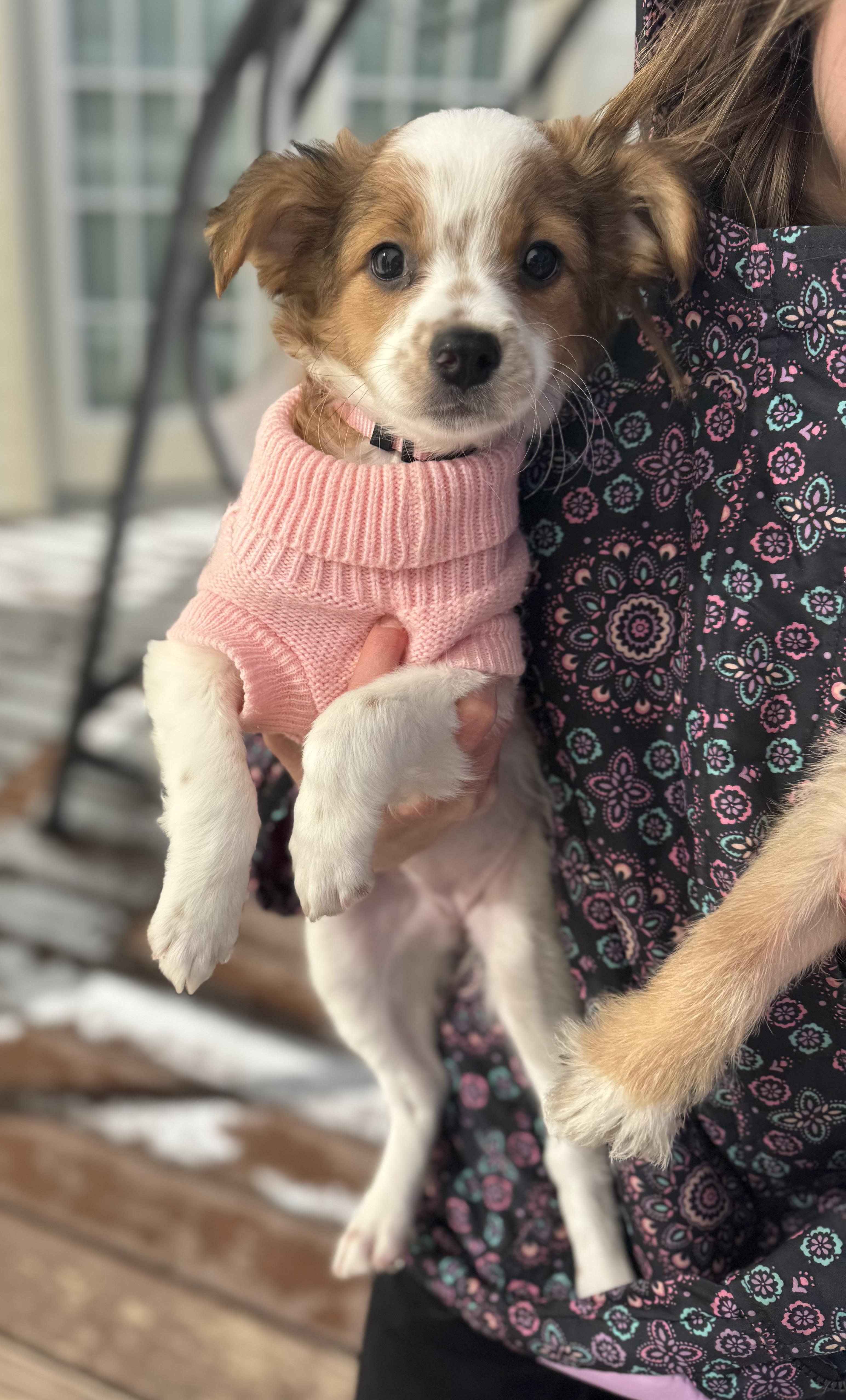 Skye, a Adoptable mixed breed in Gainesville, VA image 5/6