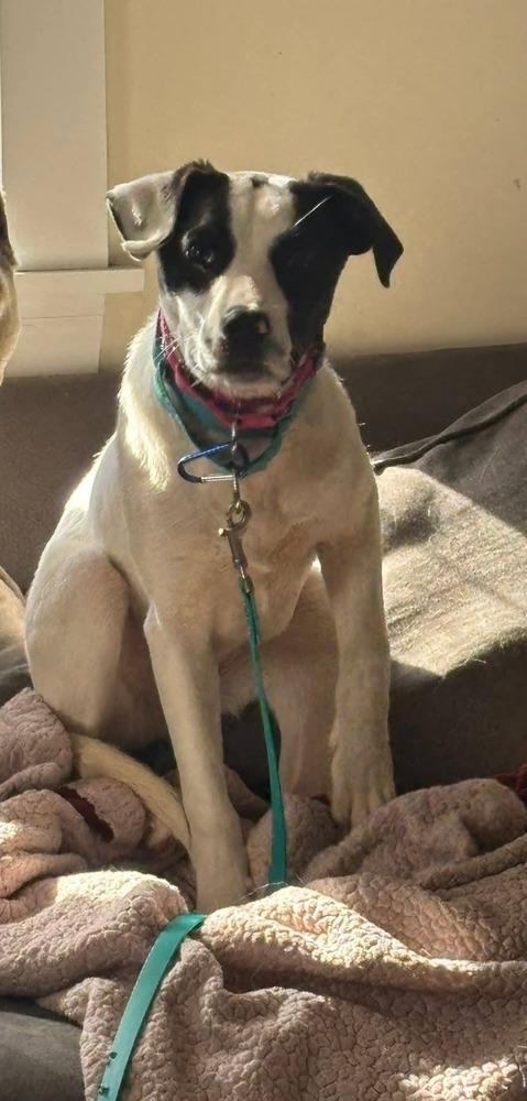 Enlarge Kelly, a Adoptable mixed breed in Norfolk, MA image 1/4