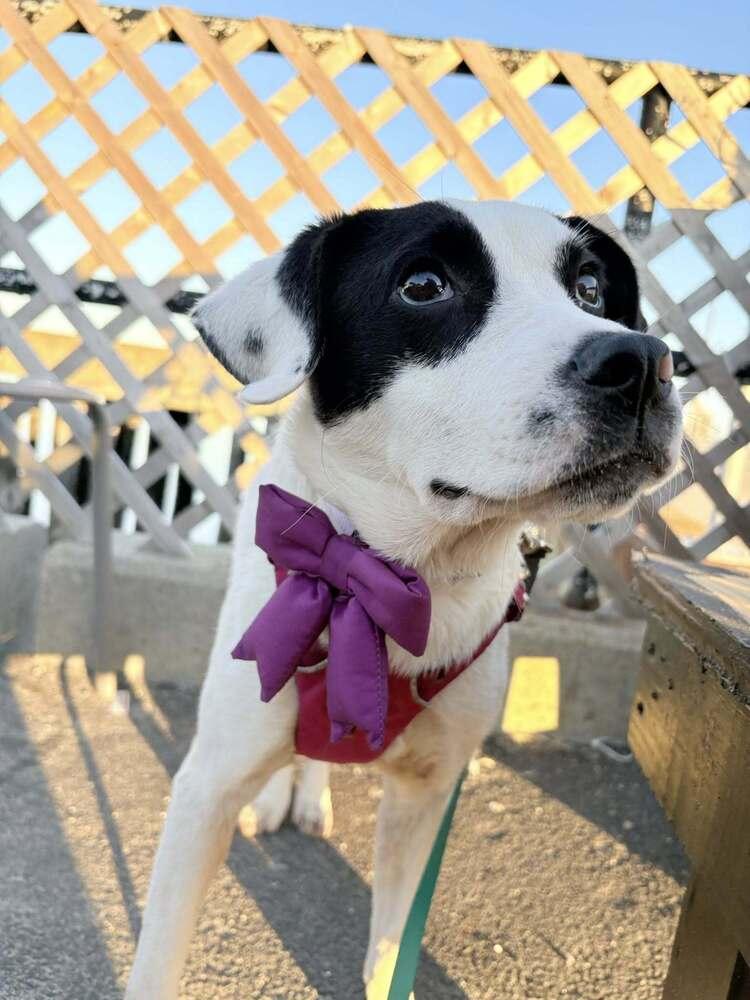 Kelly, Adoptable, Puppy Female Labrador Retriever.