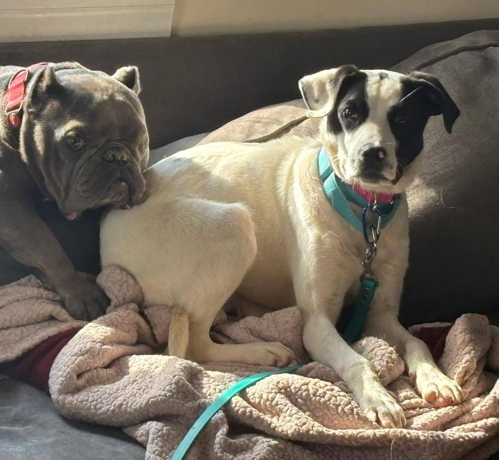 Enlarge Kelly, a Adoptable mixed breed in Norfolk, MA image 2/4