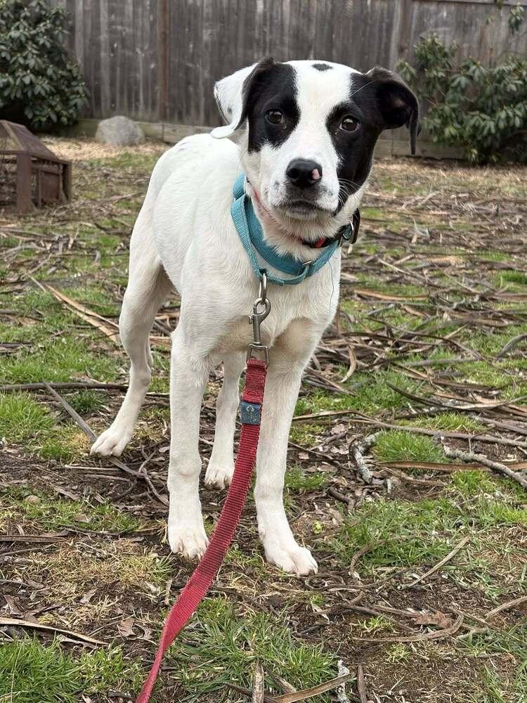 Enlarge Kelly, a Adoptable mixed breed in Norfolk, MA image 3/4