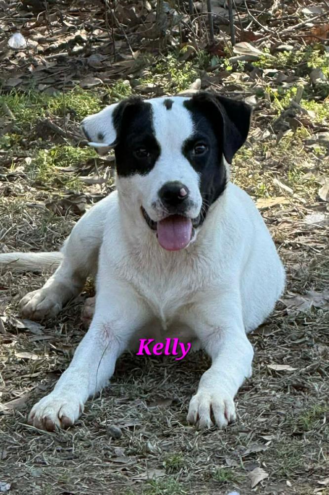 Enlarge Kelly, a Adoptable mixed breed in Norfolk, MA image 1/1