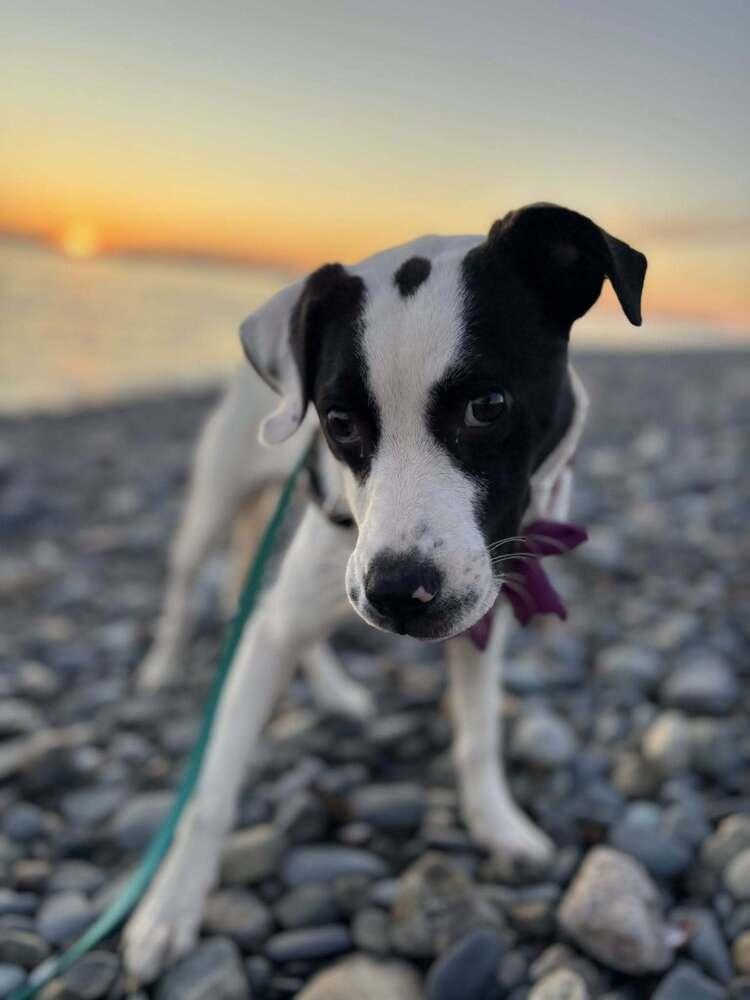 Kelly, a Adoptable mixed breed in Norfolk, MA image 4/4