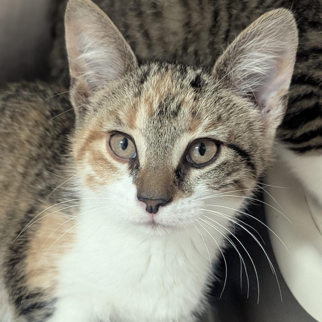 Cashew, ADOPTABLE, Kitten Female Domestic Short Hair.