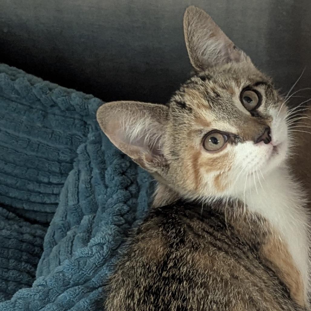 Cashew, a ADOPTABLE Domestic Short Hair in Fenton, MI image 2/2