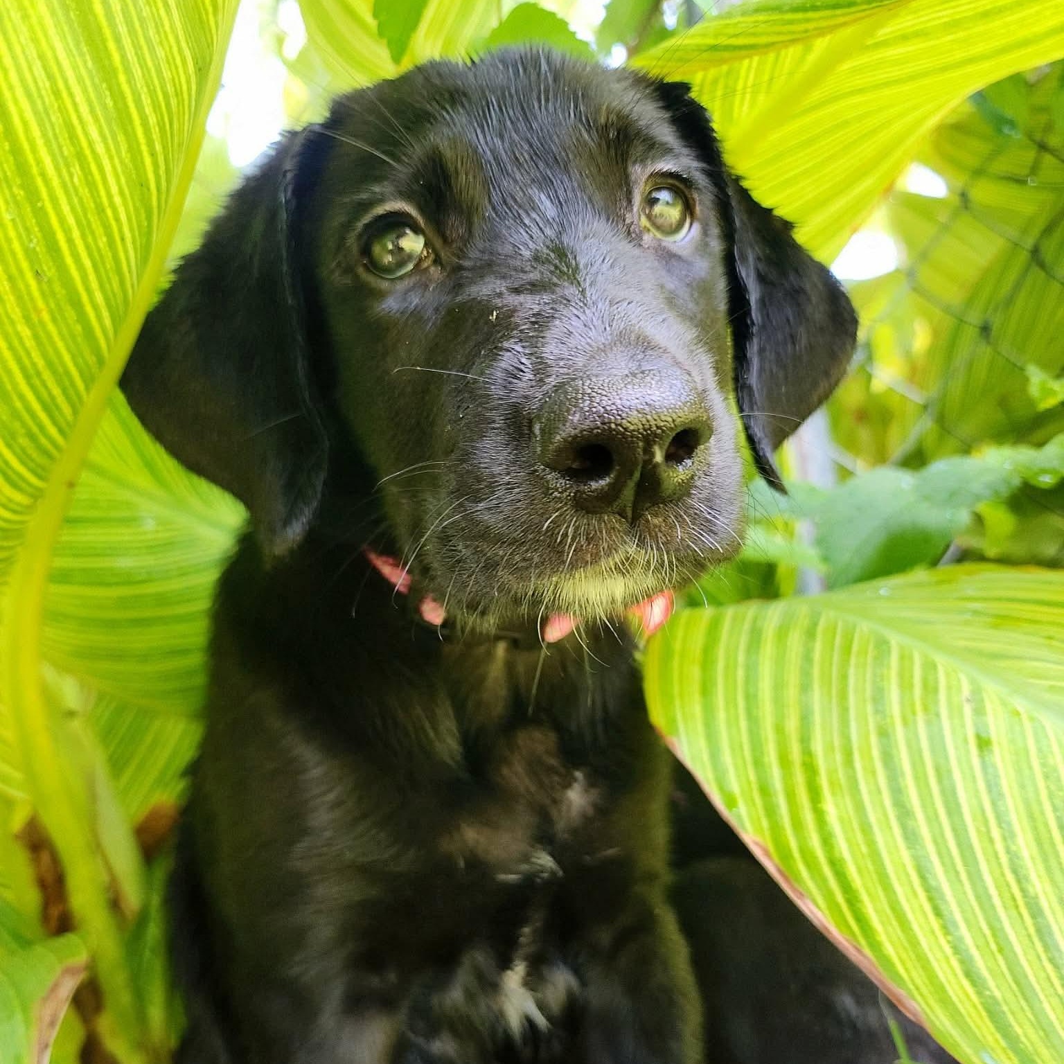 Sequoia, adopted, Puppy Female Great Dane & Labrador Retriever.