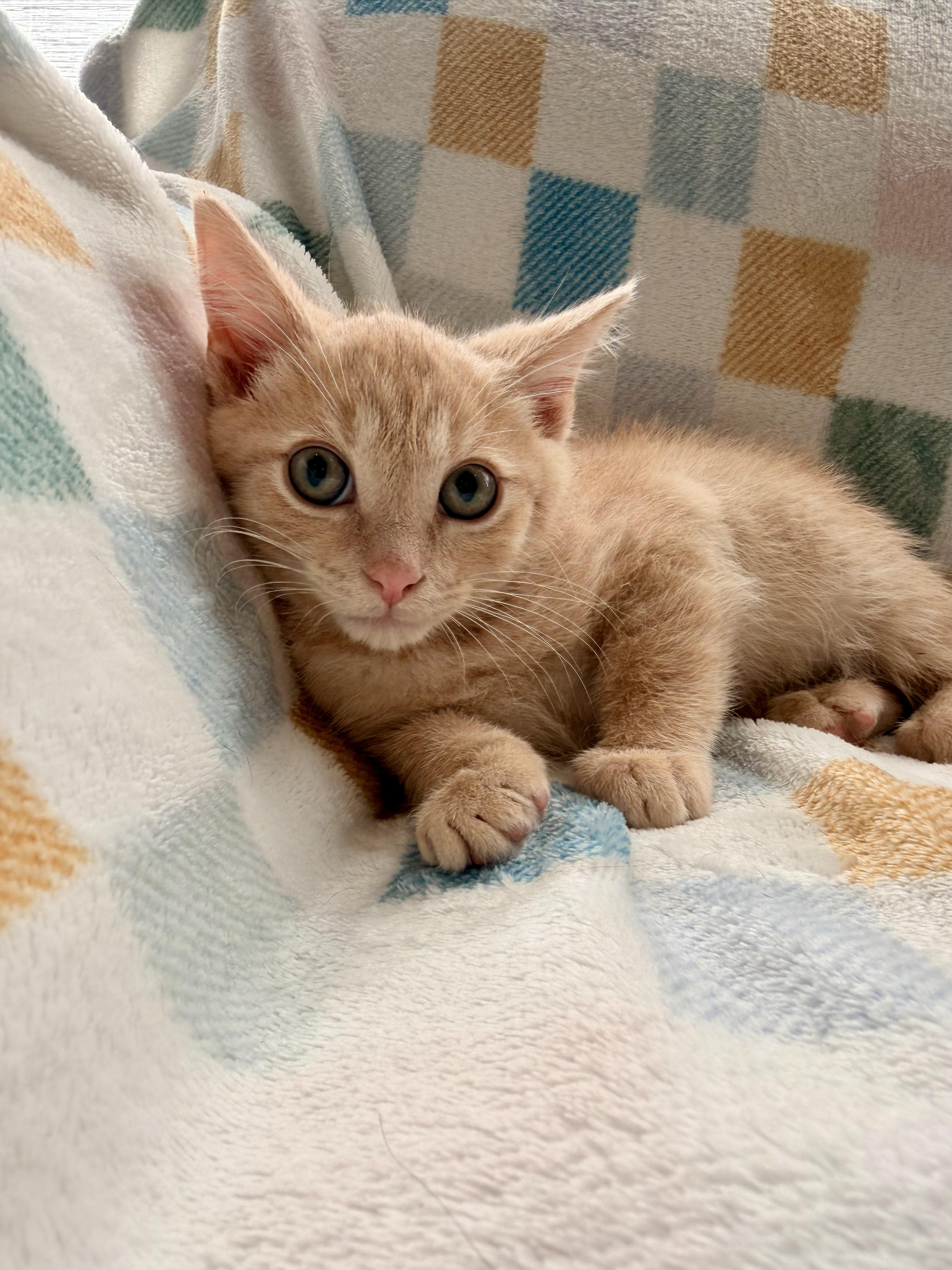 River, ADOPTABLE, Kitten Male Domestic Short Hair.