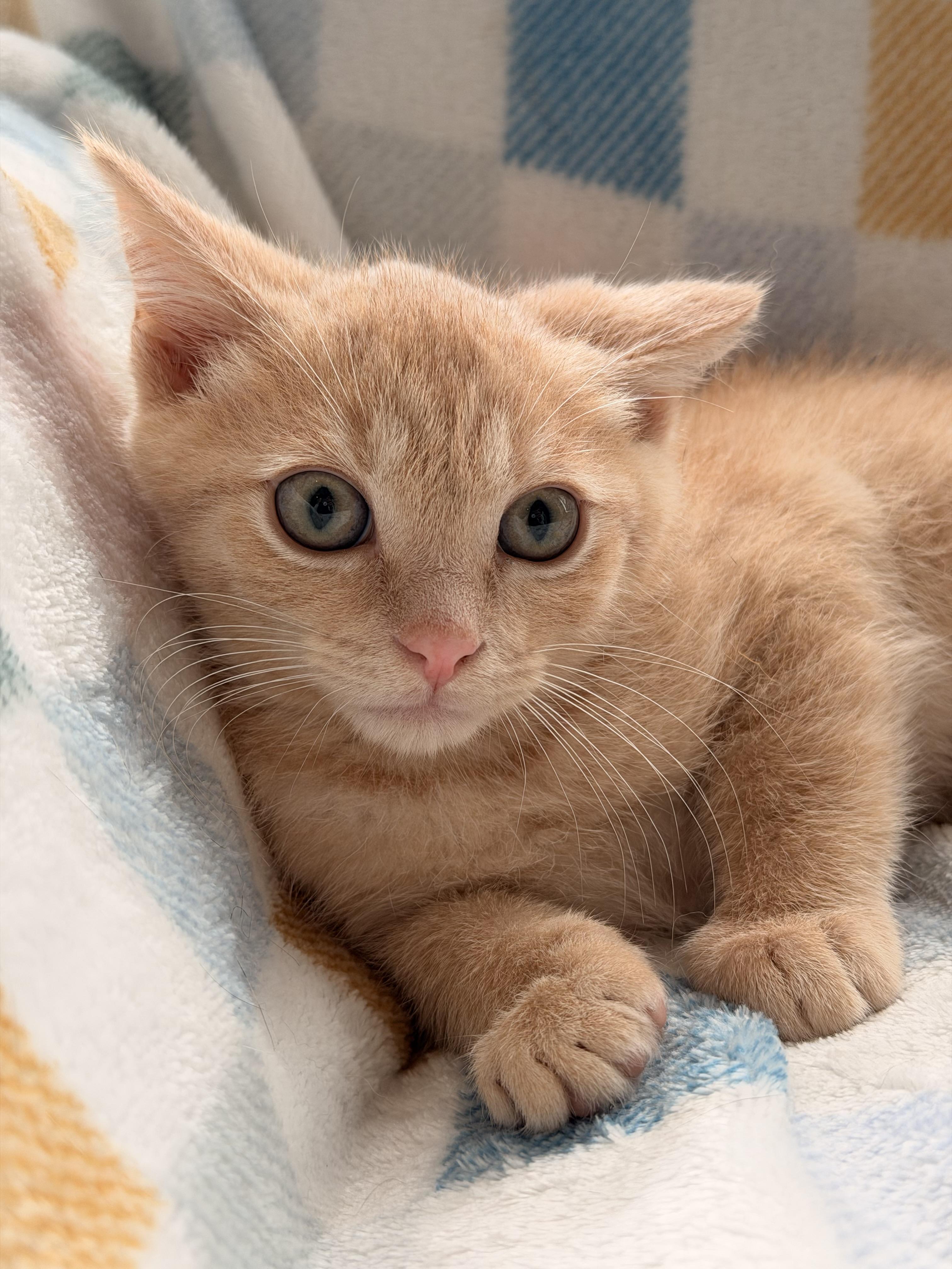 Enlarge River, a ADOPTABLE Domestic Short Hair in Louisville, KY image 2/3