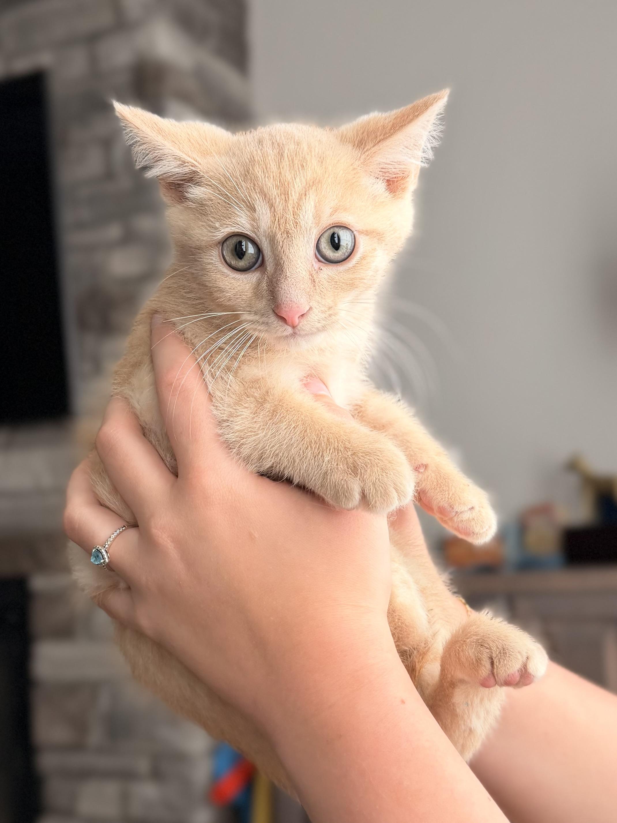 Enlarge River, a ADOPTABLE Domestic Short Hair in Louisville, KY image 3/3