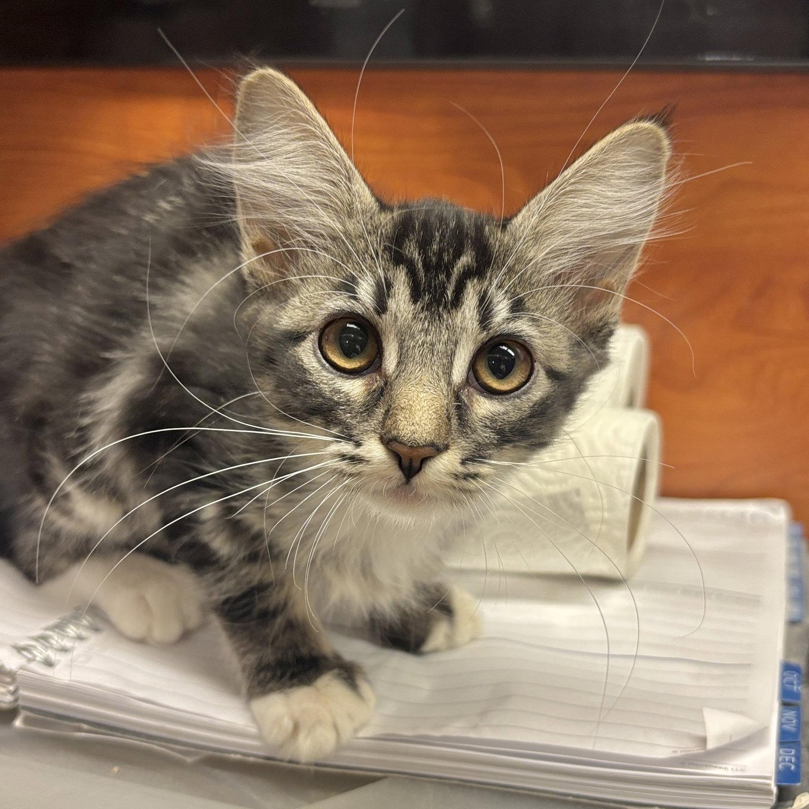 Patsy, Adoptable, Kitten Female Domestic Medium Hair.