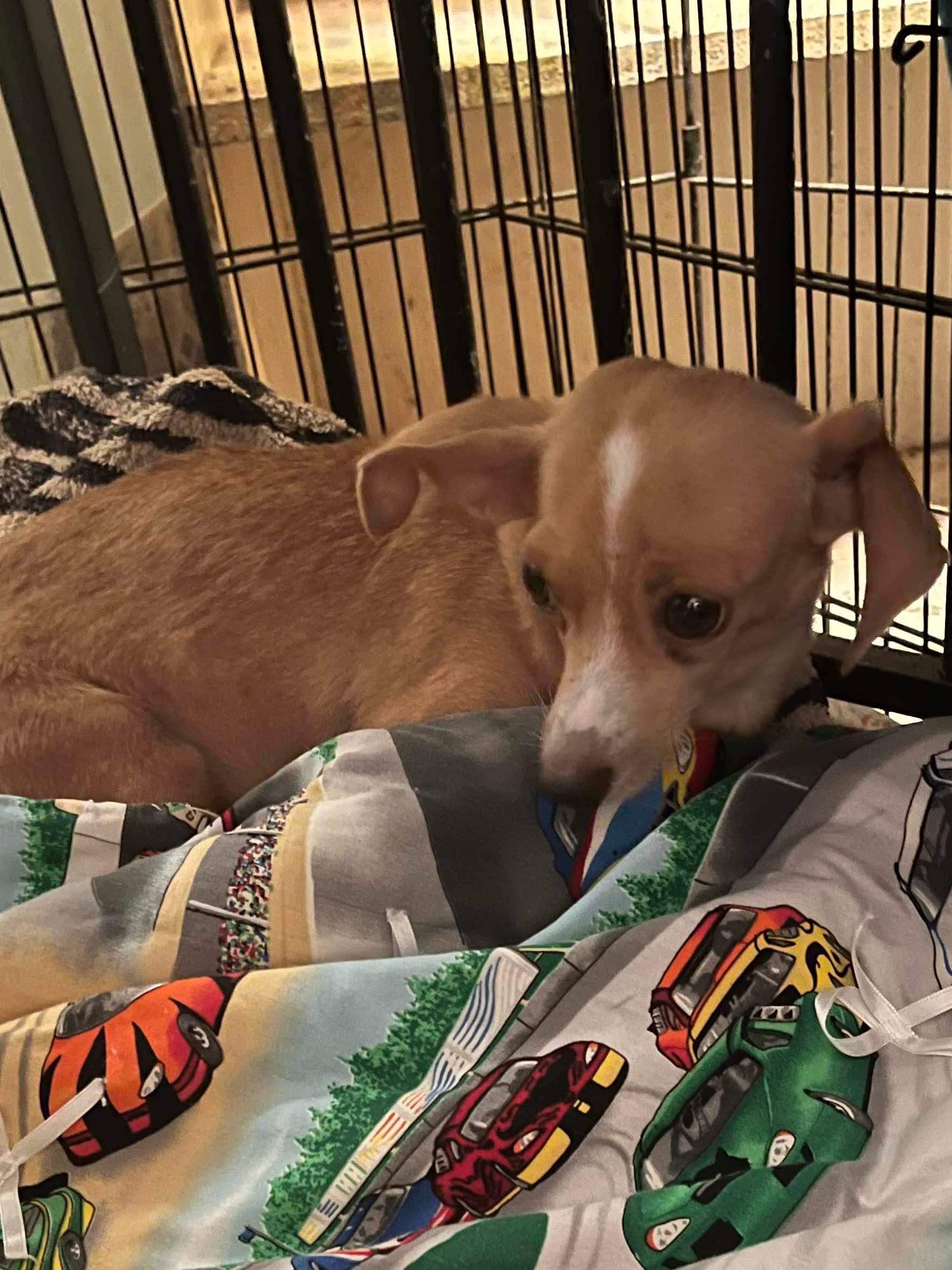 Destiny, Adoptable, Adult Female Chiweenie.