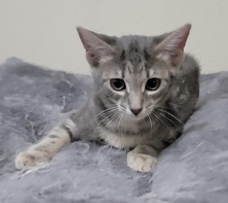 Enlarge Queen Bey (more pics/video to come!!!), a Adoptable Domestic Short Hair in Bellingham, WA image 3/3