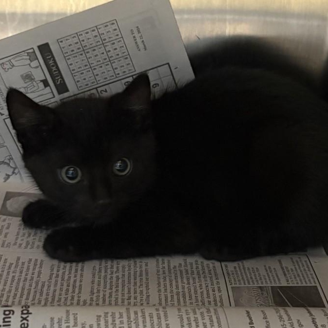 26-0407 "Eb", Adoptable, Young Male Domestic Short Hair.