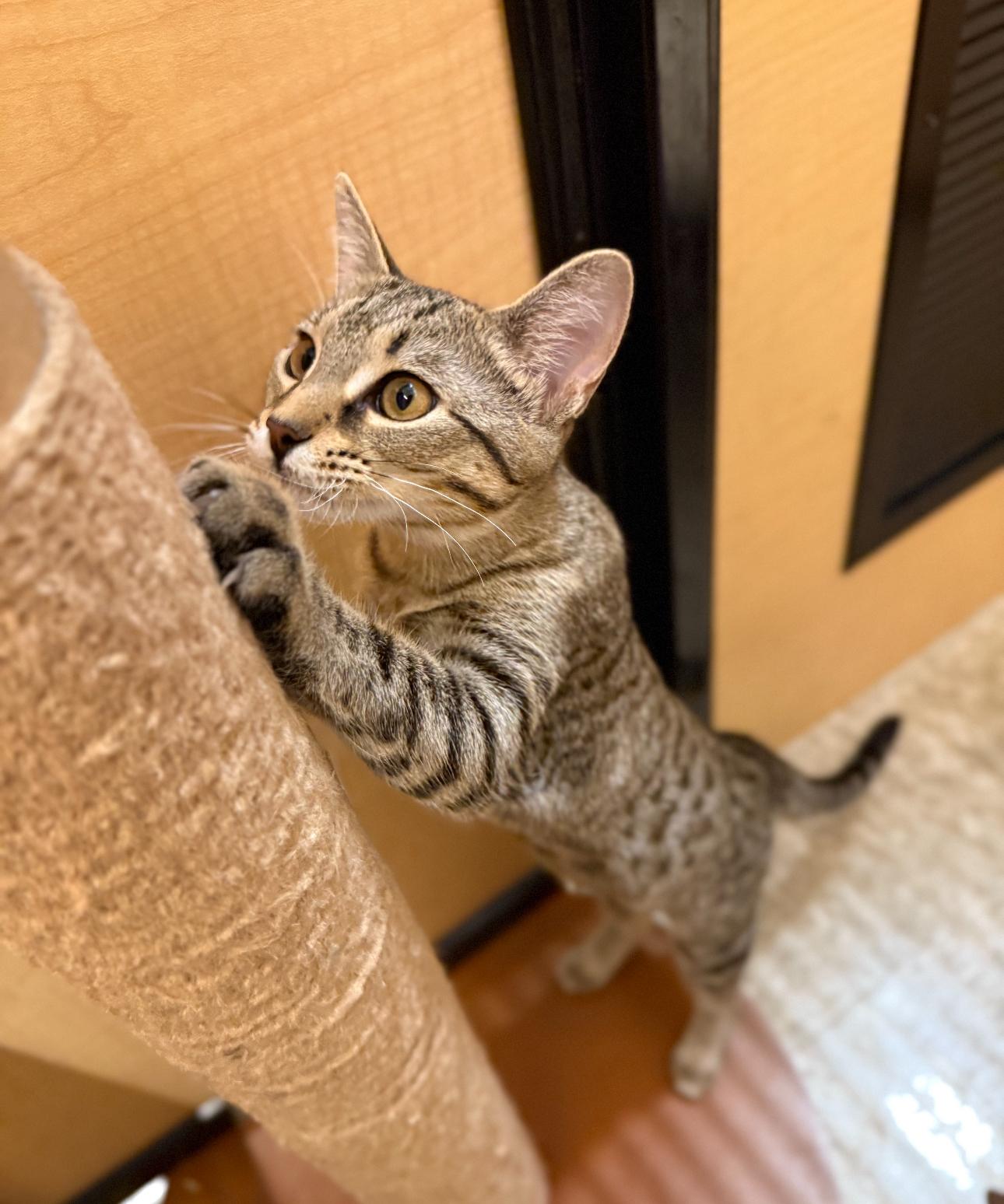 Shauna, a Adoptable American Shorthair in Austin, TX image 1/5