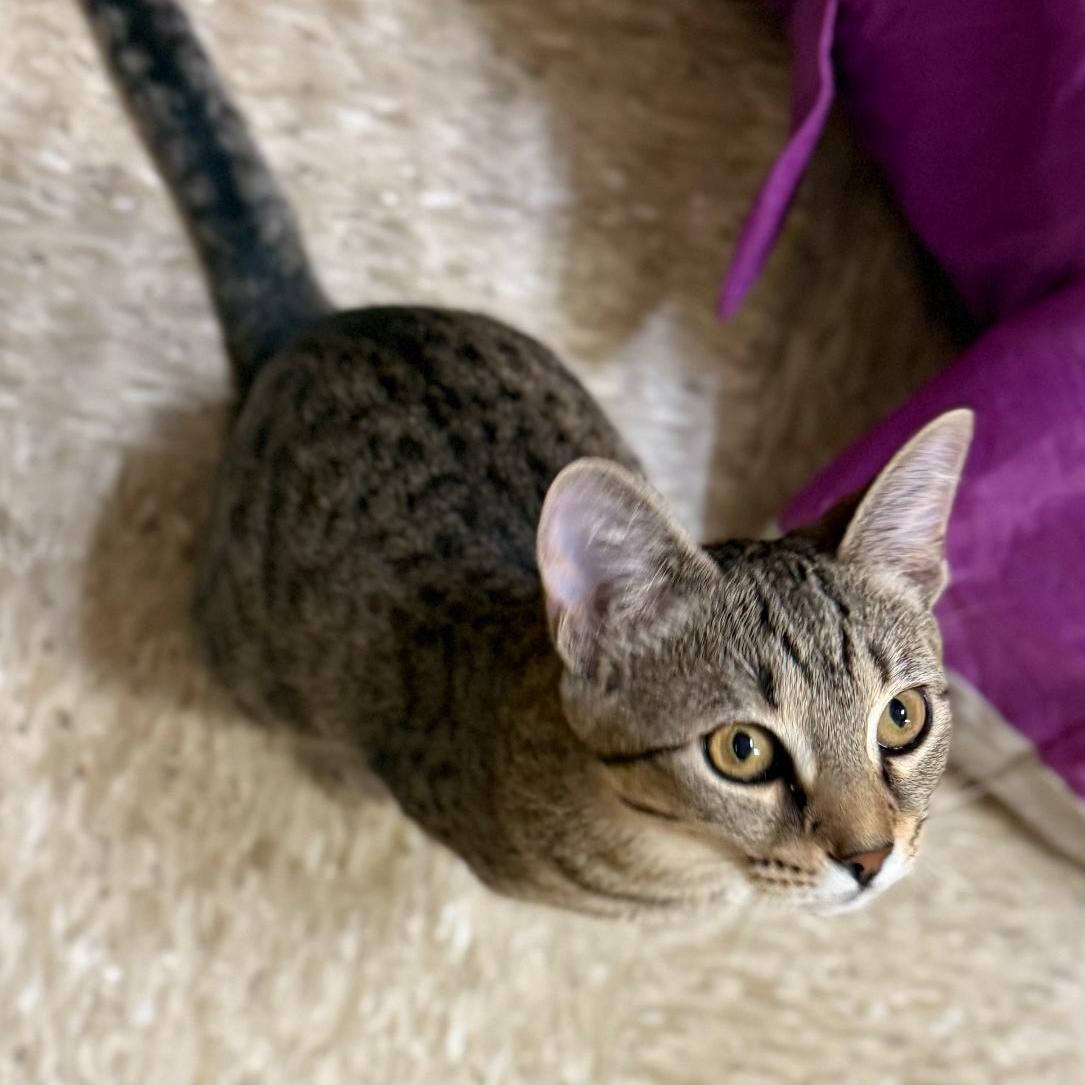 Shauna, Adoptable, Young Female American Shorthair.