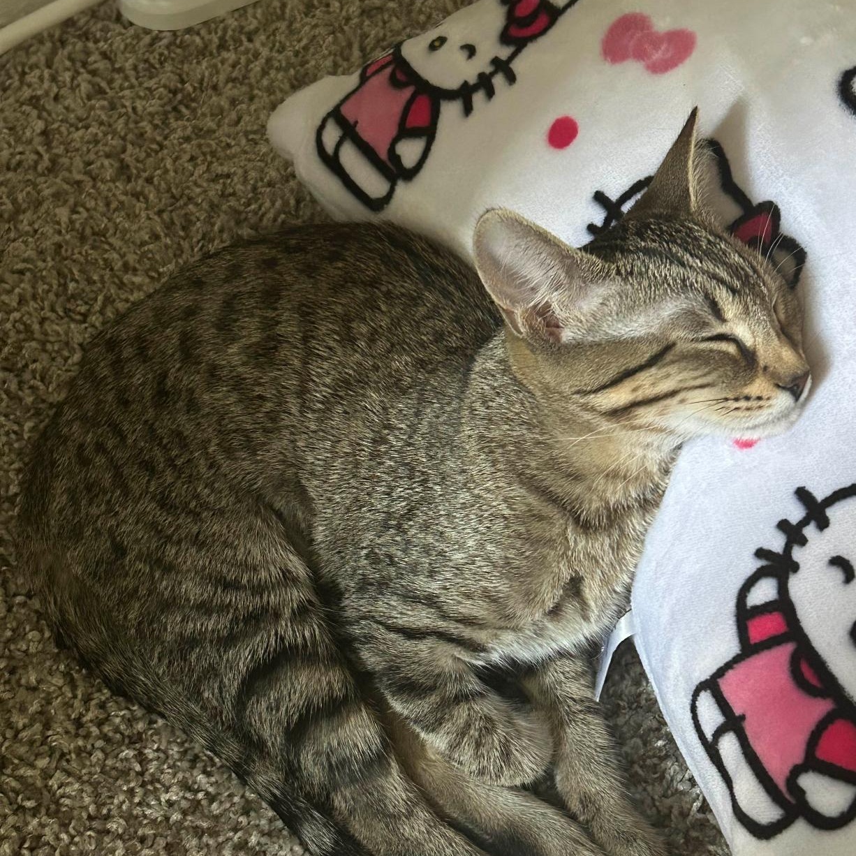 Shauna, a Adoptable American Shorthair in Austin, TX image 5/5