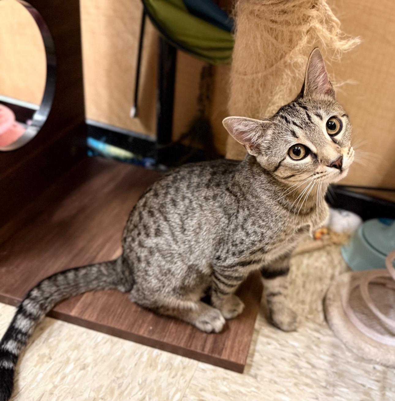 Shauna, a Adoptable American Shorthair in Austin, TX image 4/5