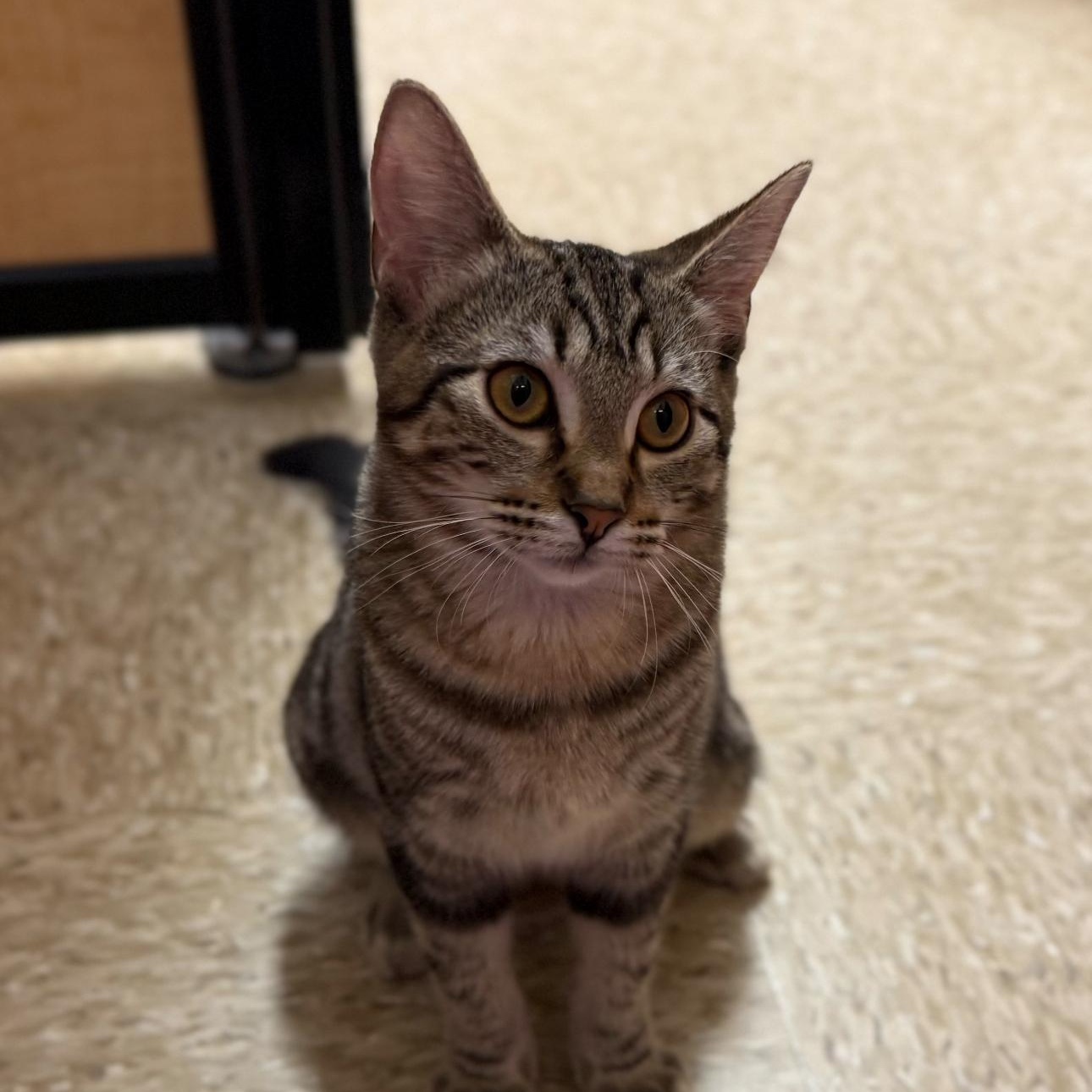 Shauna, a Adoptable American Shorthair in Austin, TX image 3/5