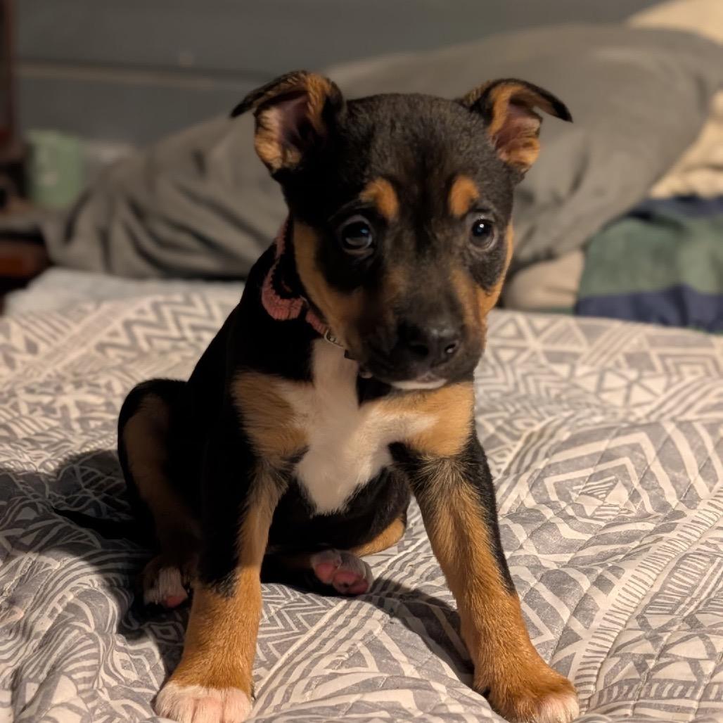 Enlarge Hammy, a Adoptable mixed breed in Melbourne, KY image 1/1