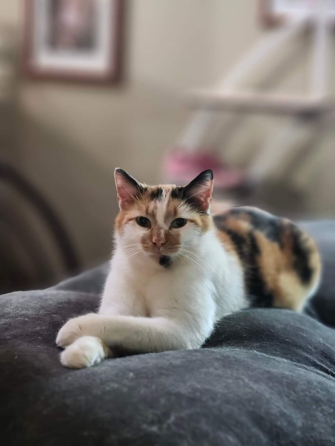 Melon, a Adoptable Domestic Short Hair in Cosby, TN image 2/6