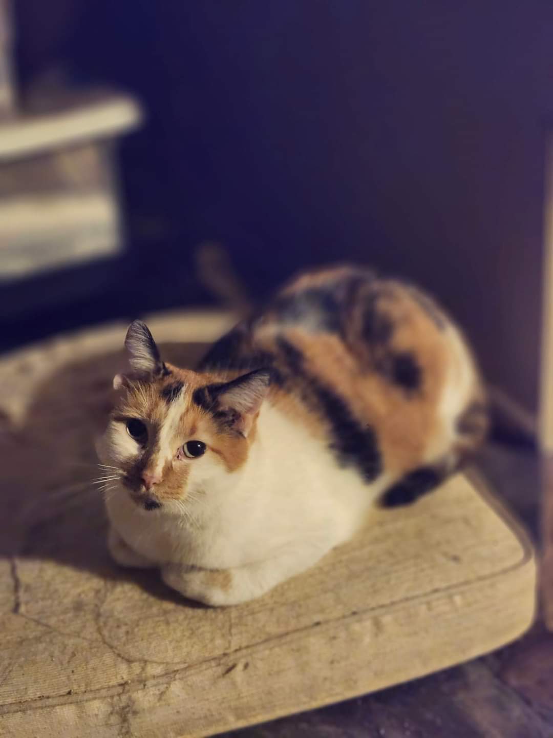 Melon, a Adoptable Domestic Short Hair in Cosby, TN image 3/6