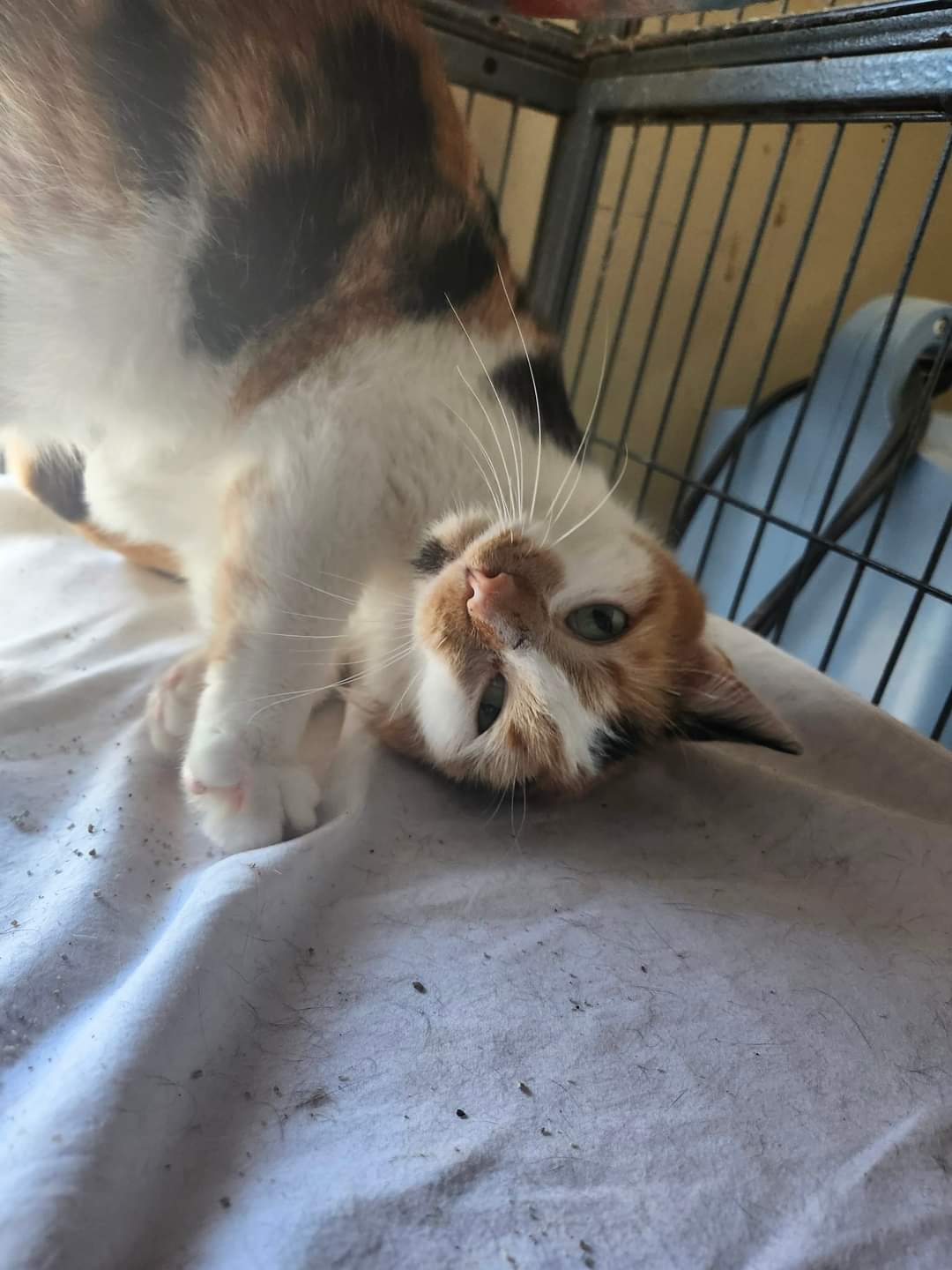 Melon, a Adoptable Domestic Short Hair in Cosby, TN image 6/6