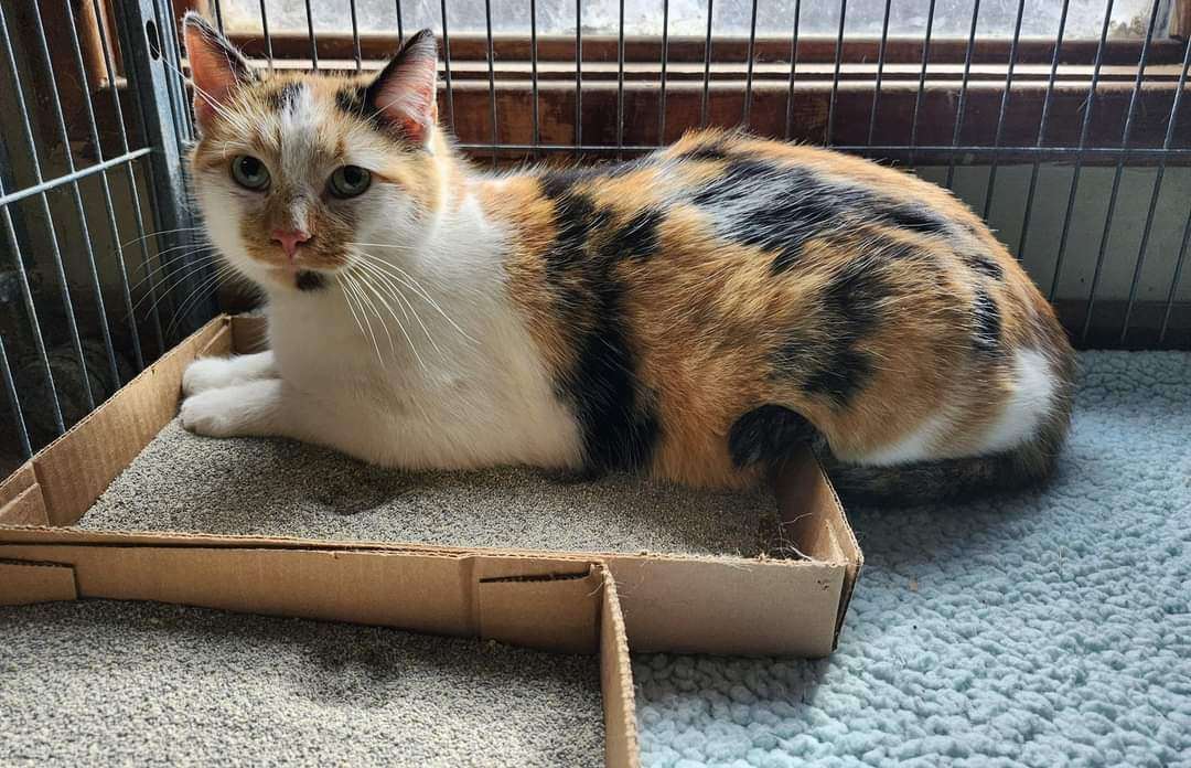 Melon, a Adoptable Domestic Short Hair in Cosby, TN image 5/6