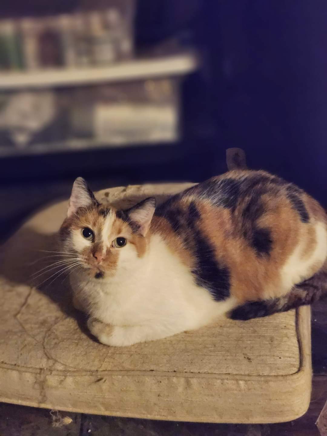 Melon, a Adoptable Domestic Short Hair in Cosby, TN image 4/6