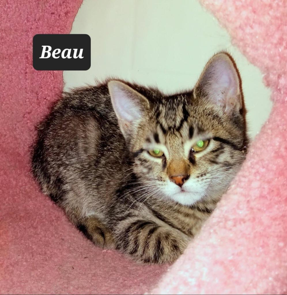 Beau, Adoptable, Kitten Male Domestic Short Hair.