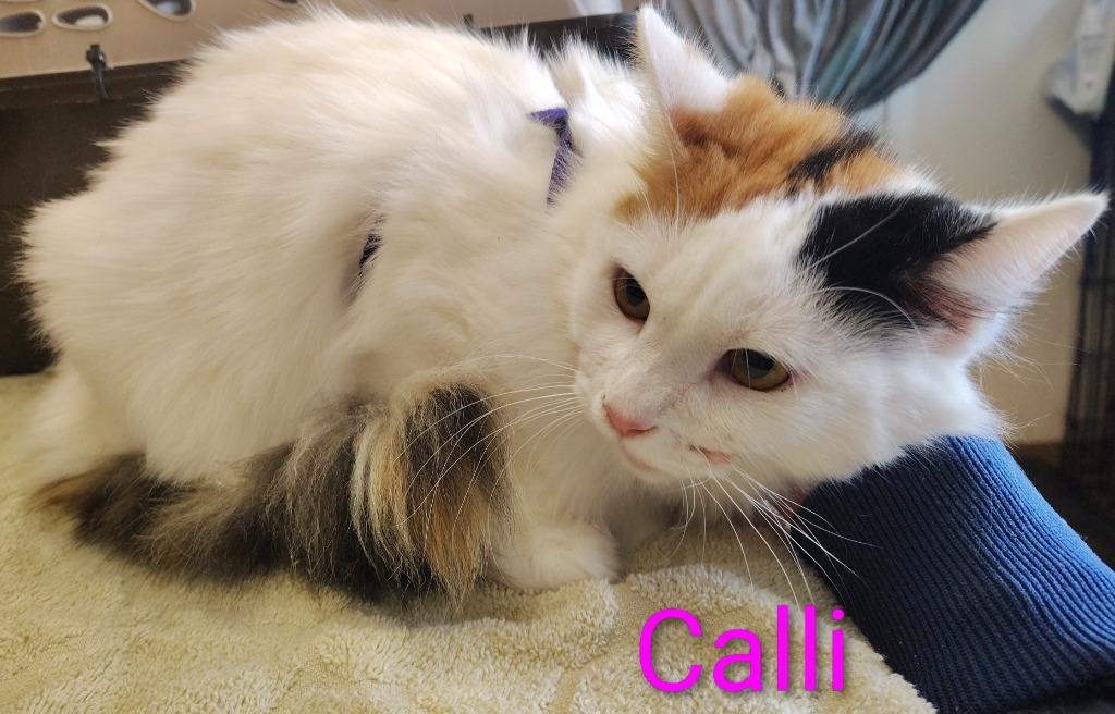 Enlarge Calli, a Adopted mixed breed in Mena, AR image 1/1
