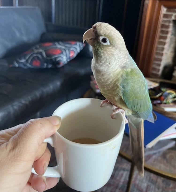 Abraxos, Adoptable, Adult Female Conure.