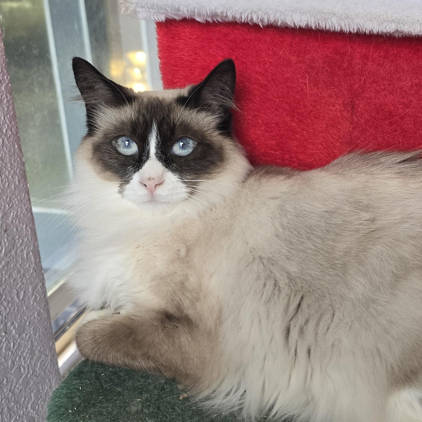 Persephone, adoptable, Adult Female Siamese & Domestic Medium Hair.