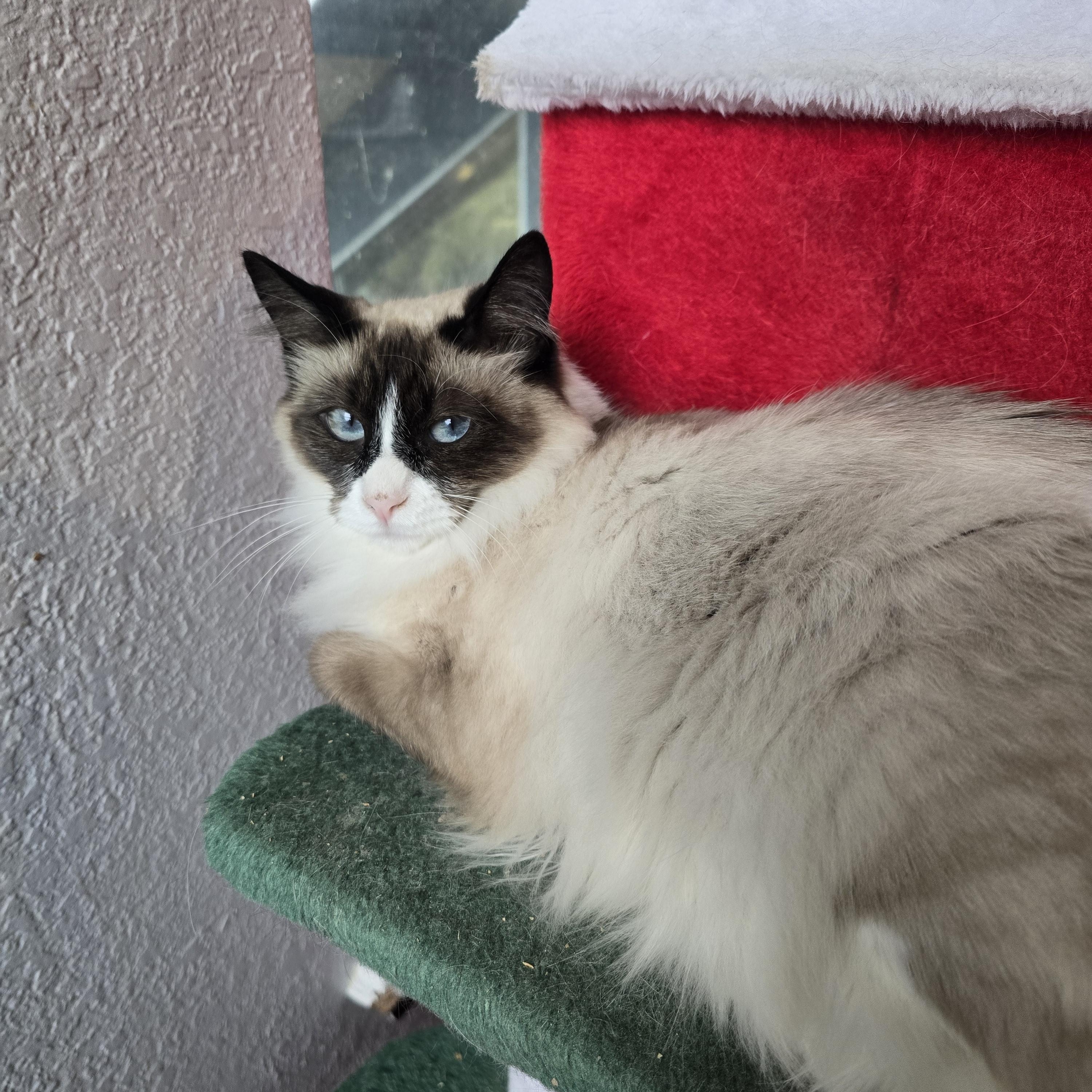 Enlarge Persephone, an adoptable mixed breed in Lacey, WA image 2/5