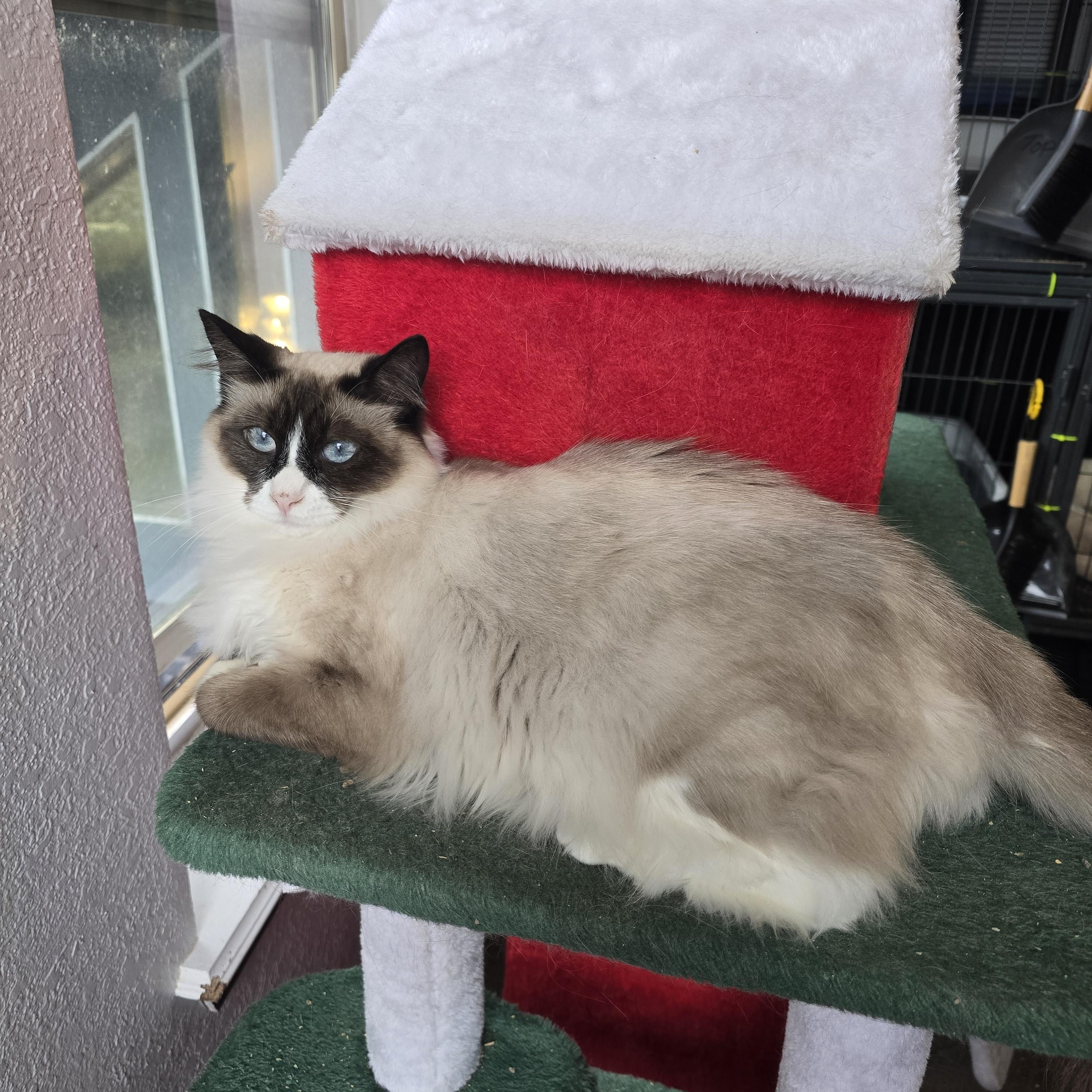 Enlarge Persephone, an adoptable mixed breed in Lacey, WA image 3/5