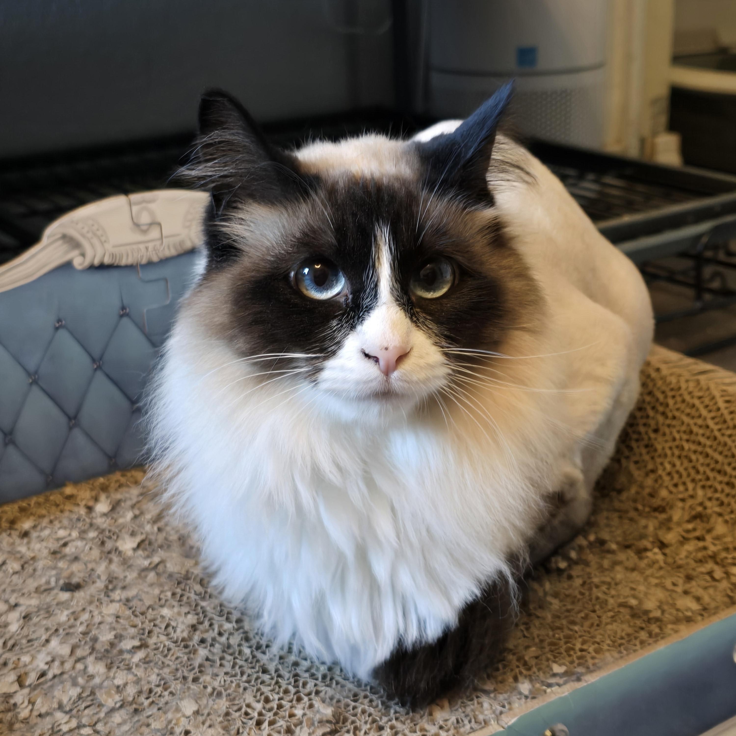 Persephone, adoptable, Adult Female Siamese & Domestic Medium Hair.