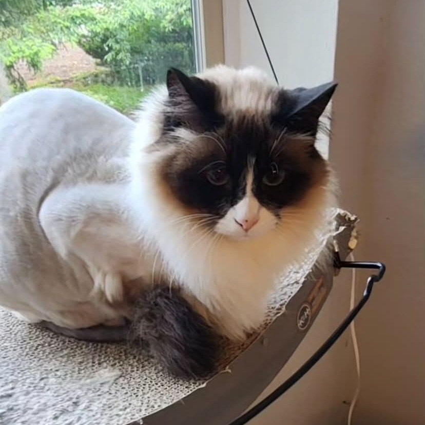 Persephone, adoptable, Adult Female Siamese & Domestic Medium Hair.