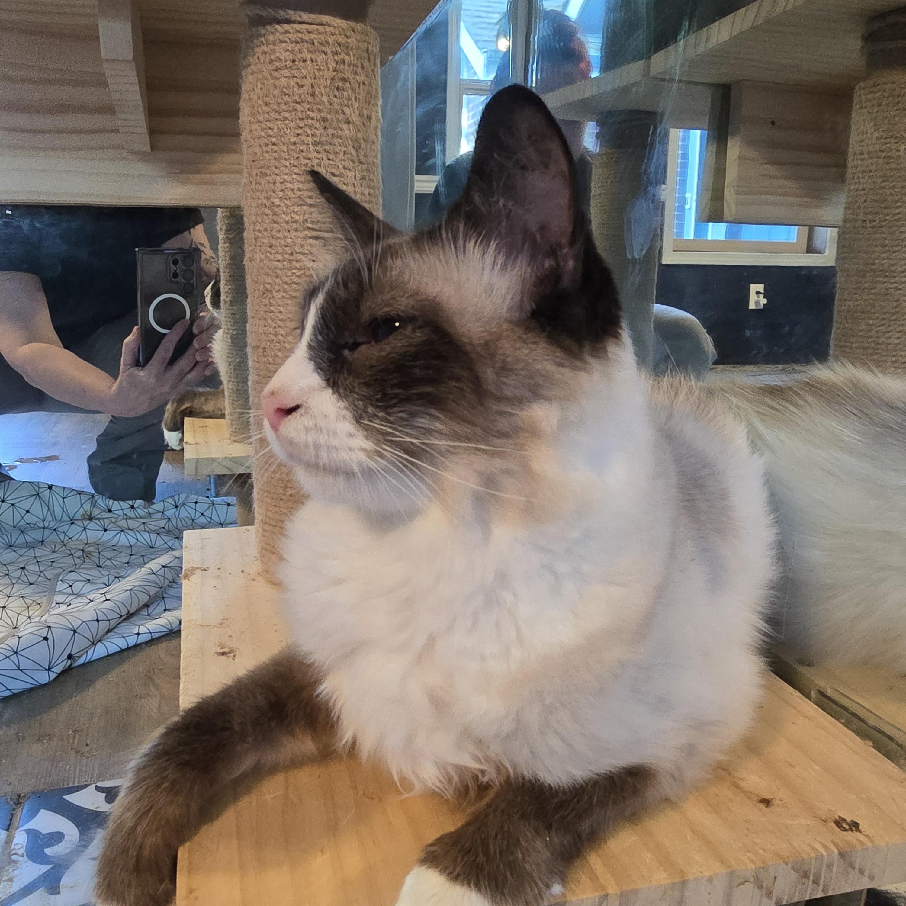 Enlarge Persephone, an adoptable mixed breed in Lacey, WA image 5/5