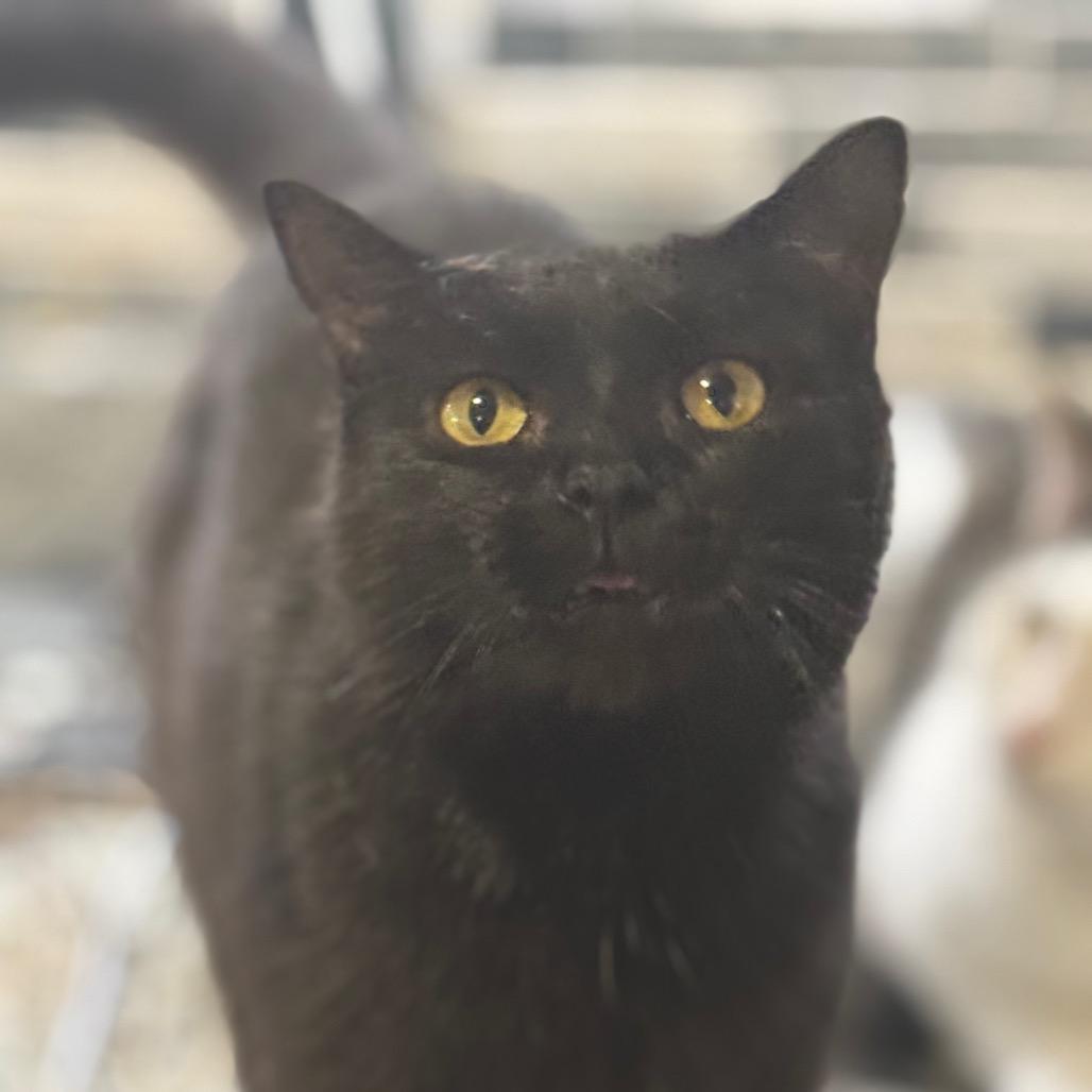 Ellen, Adoptable, Adult Female Domestic Short Hair.